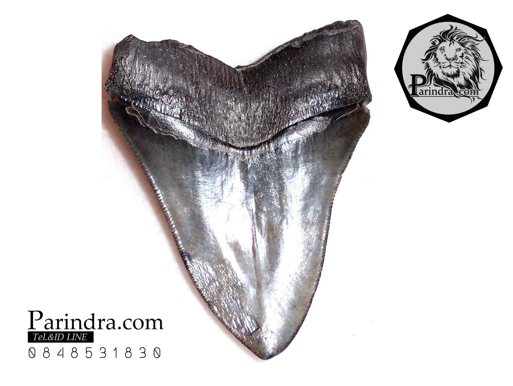 ฟันฉลามยักษ์เมกกาโลดอน Megalodon จาก South Carolina USA ขนาด 4 นิ้ว #MGT004