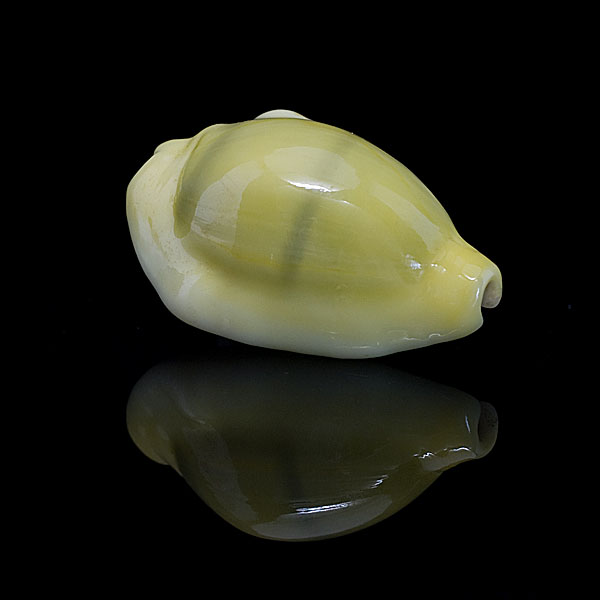 ขายเปลือกหอยเบี้ยจั๊กจั่น หอยเบี้ยจั่น Monetaria moneta