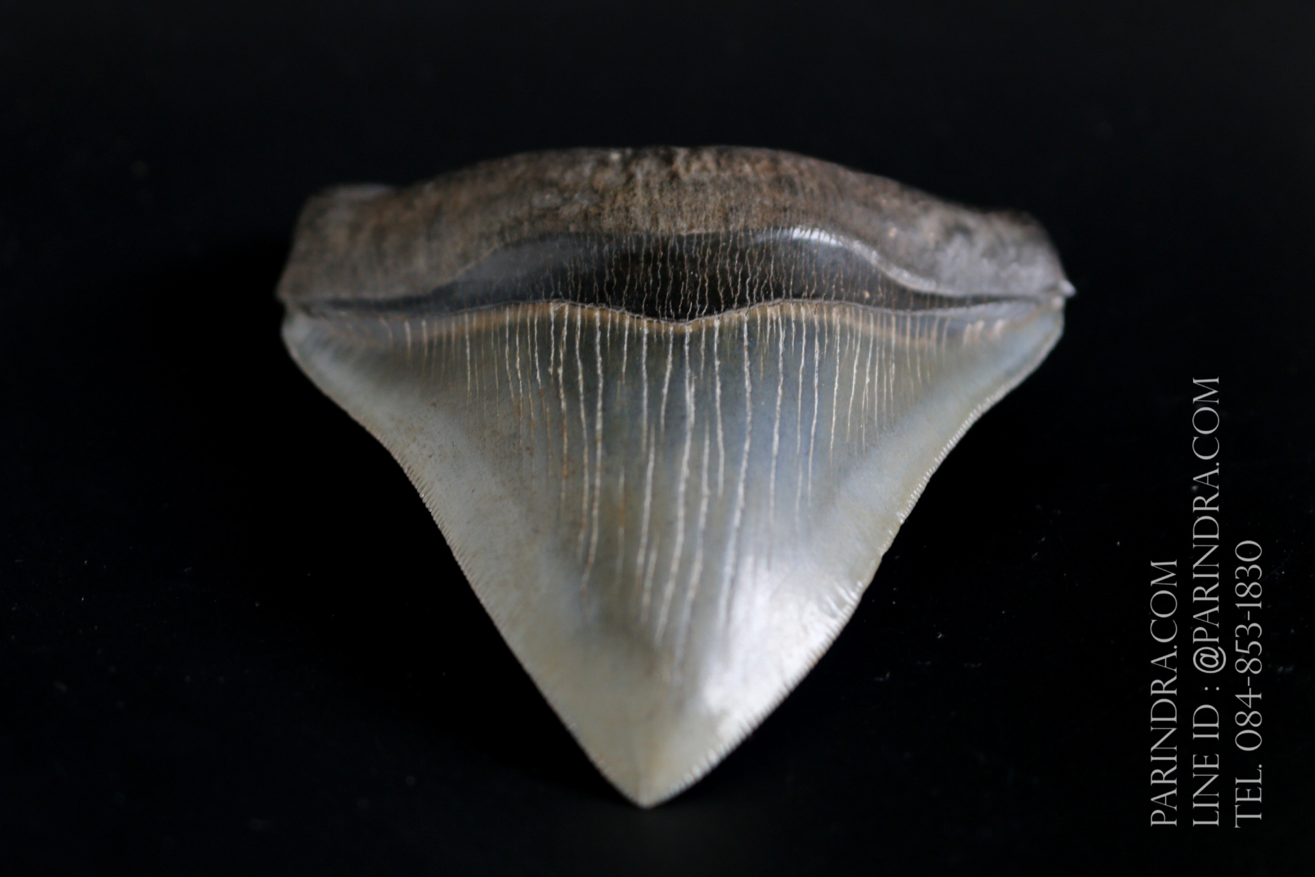 ฟันฉลามยักษ์เมกาโลดอน Megalodon 4.9" เกรด A ระดับโชว์ในพิพิธภัณฑ์ #MGT007