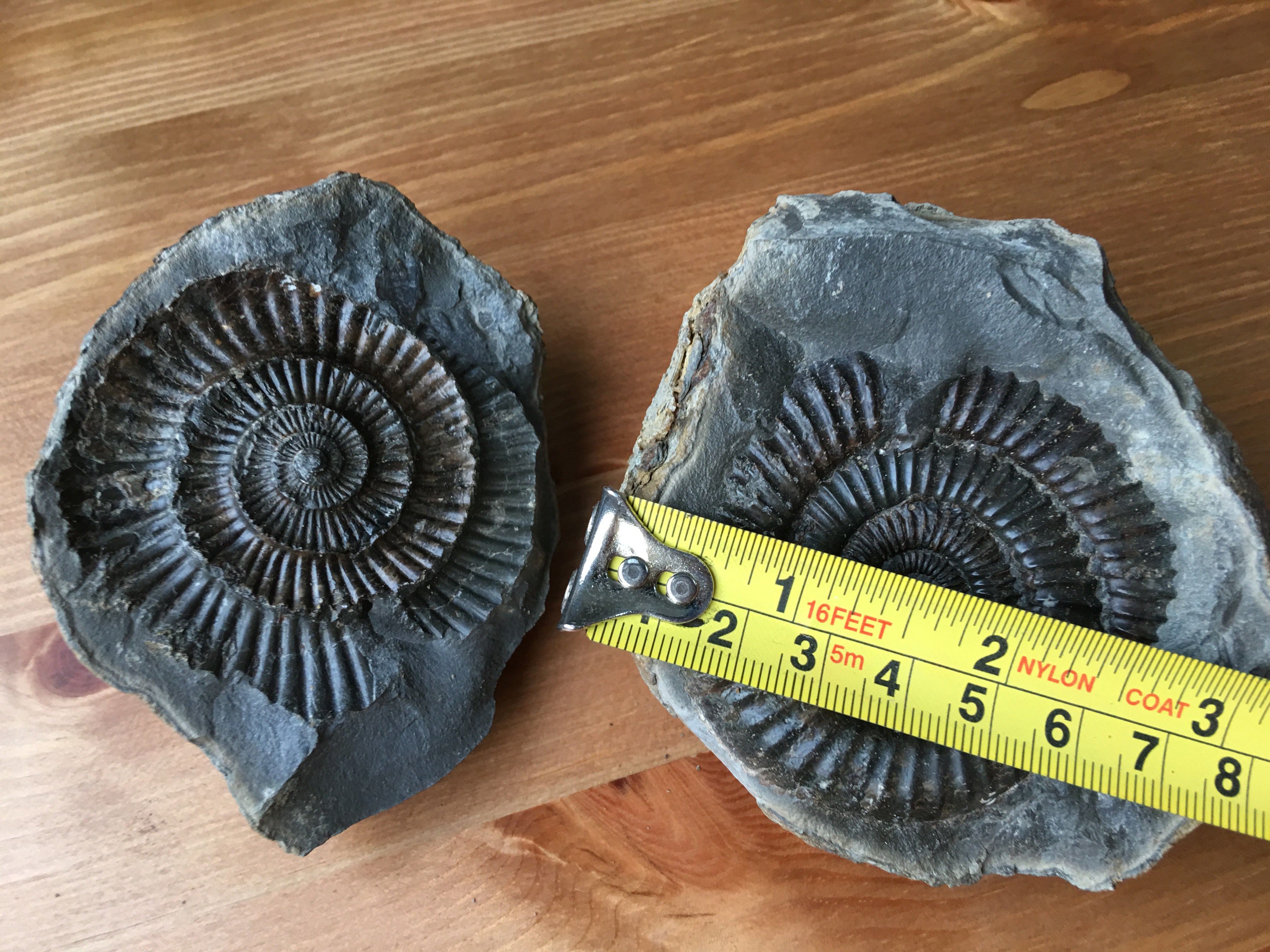 ฟอสซิล แอมโมไนต์ Ammonite Dactylioceras commune Whitby UK #AM037