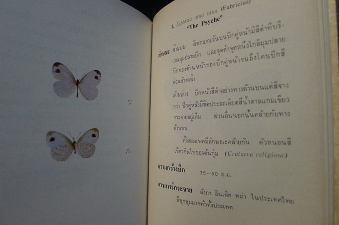 Butter flies in Thailand Vol.1-2 ( ภาษาไทย )