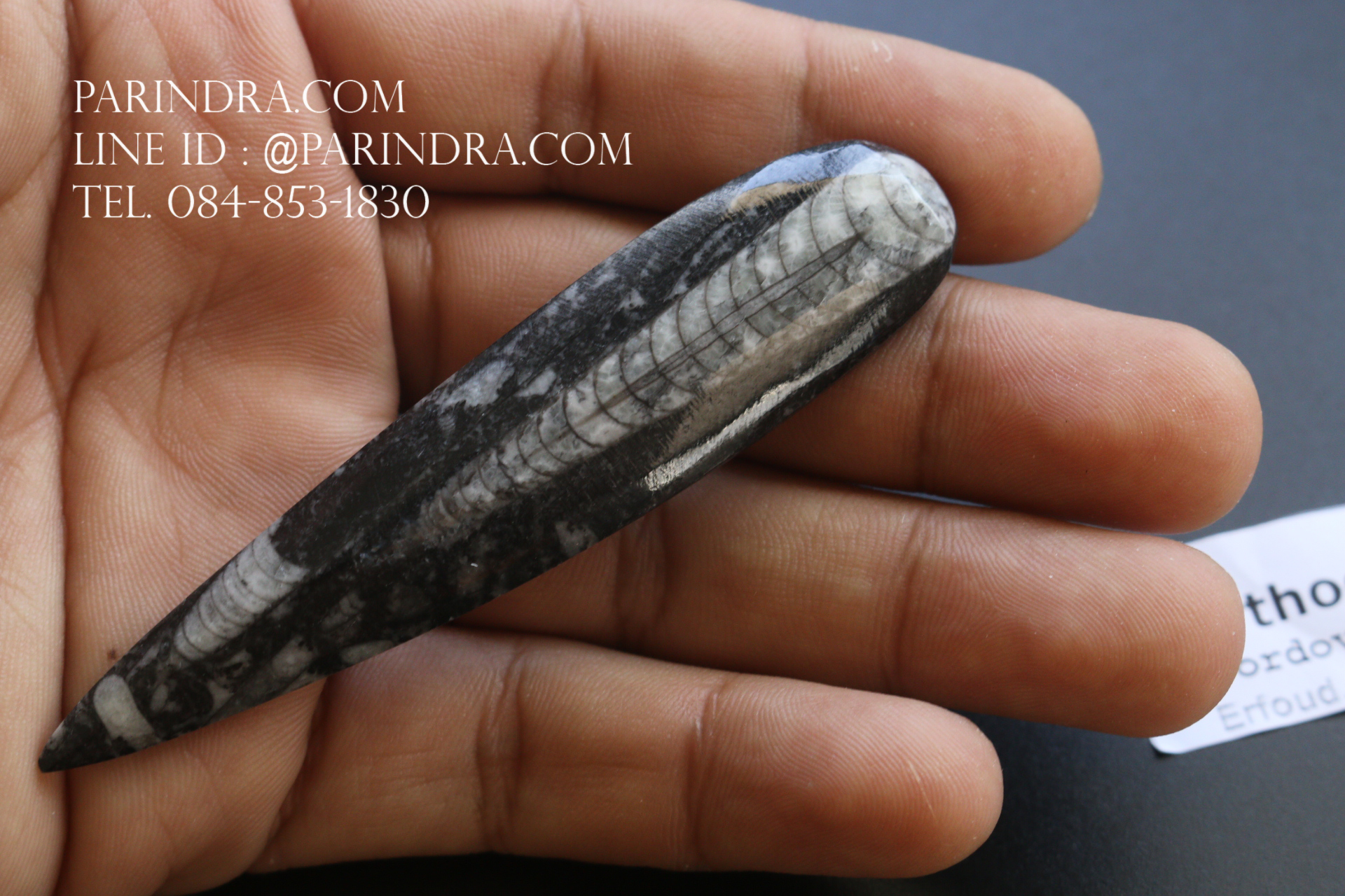 ฟอสซิล Nautiloid ออโทเซอรัส (Orthoceras sp.) - จาก Morocco #OT006