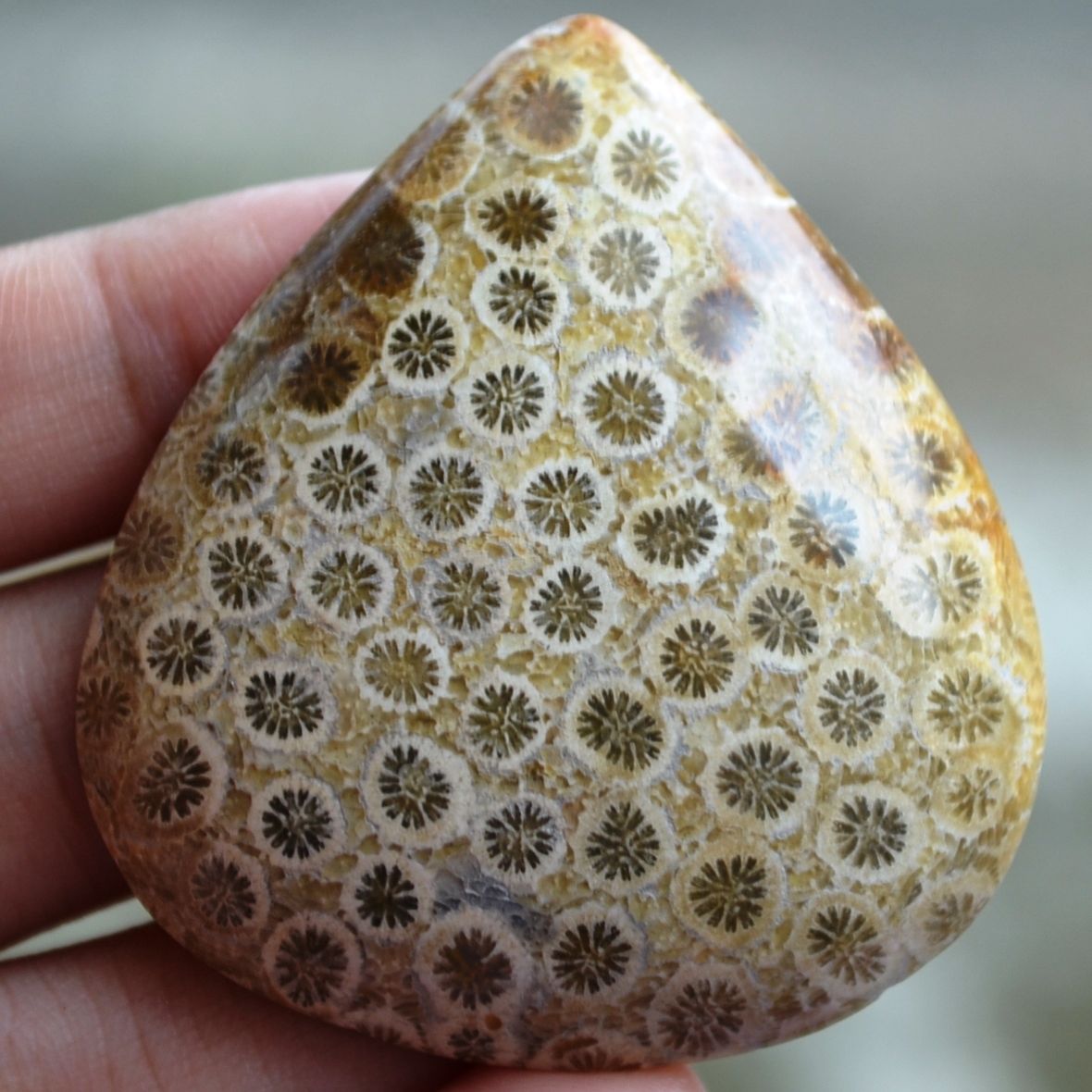 ฟอสซิลหินปะการังขัด Fossil Coral ใหญ่และหนา สำหรับห้อยคอ หรือ พวงกุญแจ คัดสวยพิเศษ #CRF017