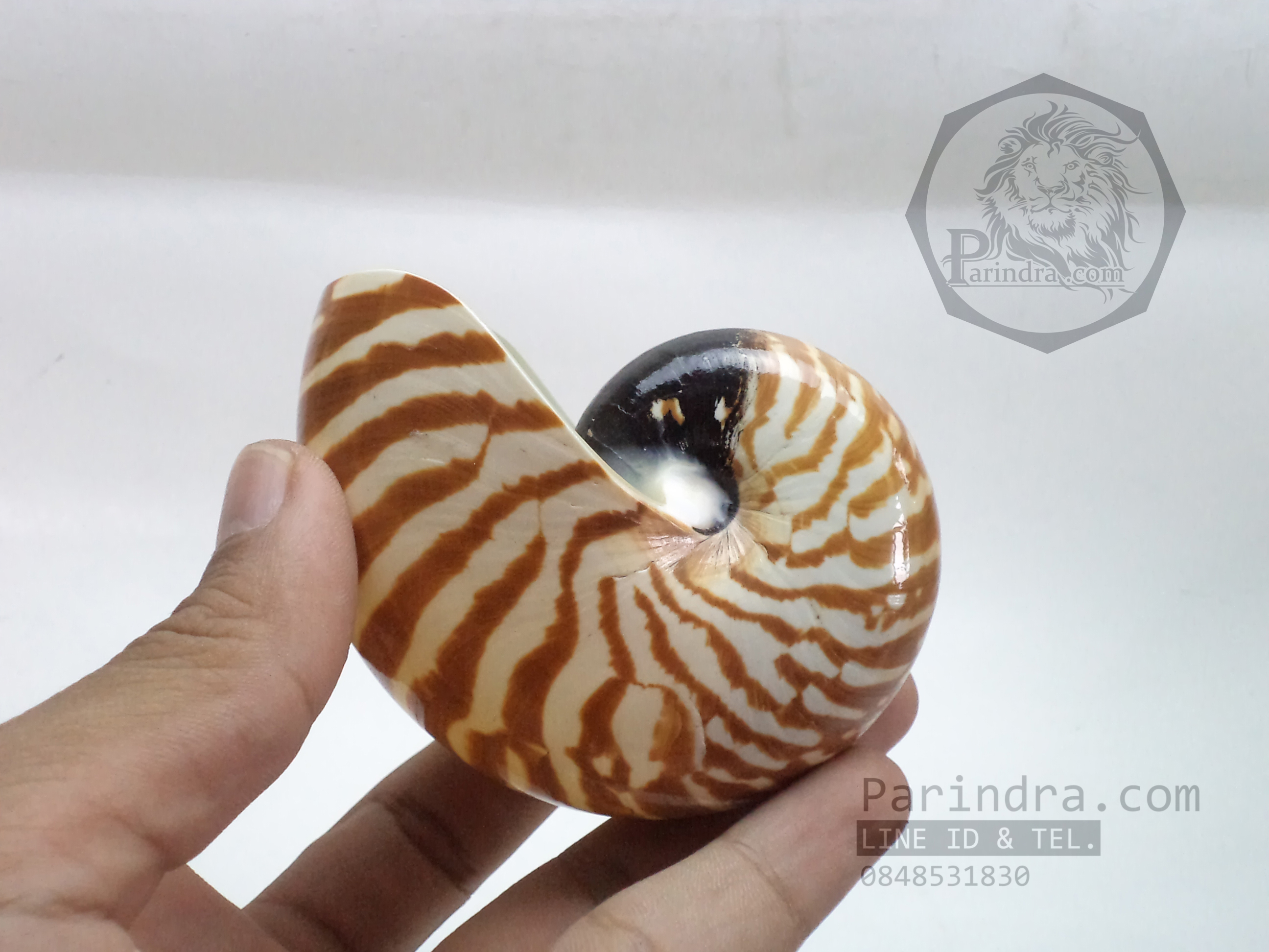 เปลือกหอย นอติลุส หอยงวงช้าง ขนาดเล็ก ขนาด 3 นิ้ว ผิวสีธรรมชาติ 006