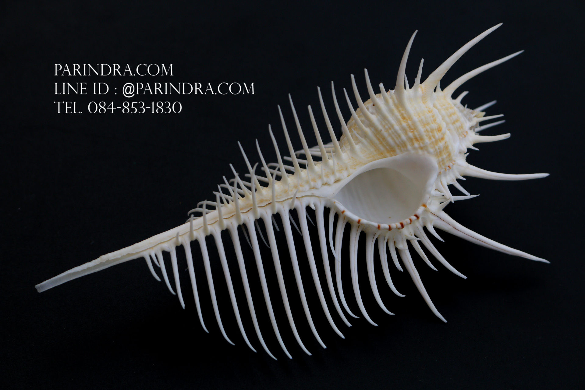 หอยสังข์หวี หอยสังข์หนาม (Murex pecten) ขนาด นิ้ว #MUREX004