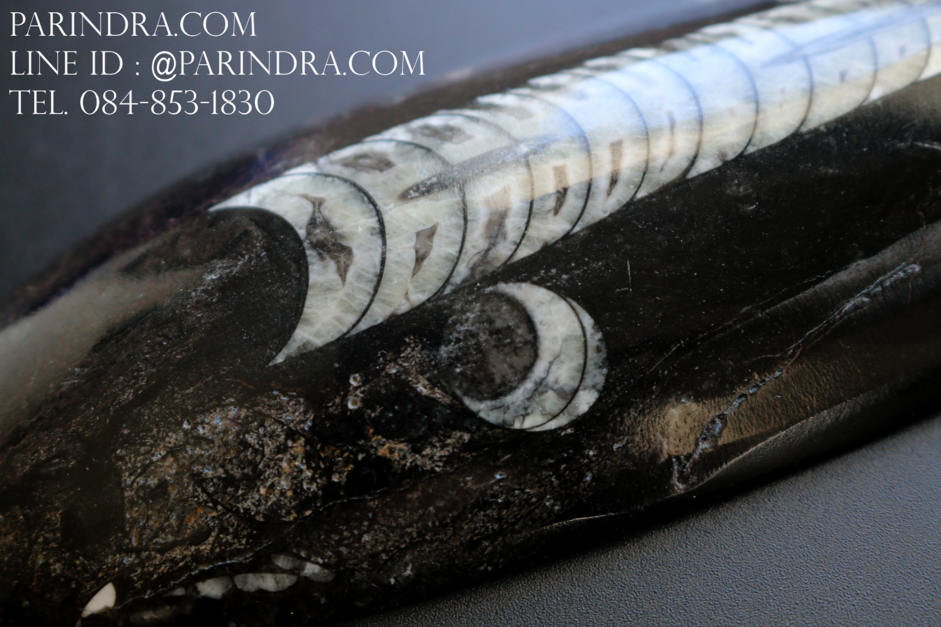 ฟอสซิล Nautiloid ออโทเซอรัส (Orthoceras sp.) - จาก Morocco #OT004