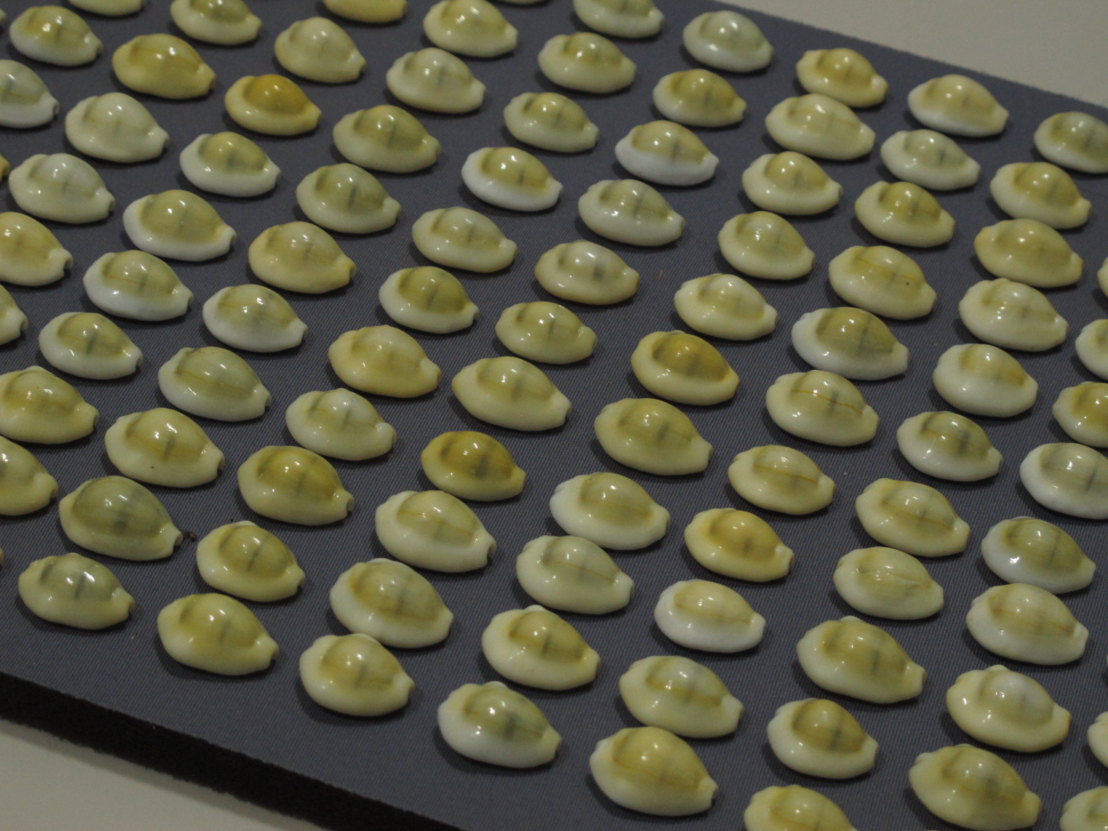 ขายเปลือกหอยเบี้ยจั๊กจั่น หอยเบี้ยจั่น Monetaria moneta