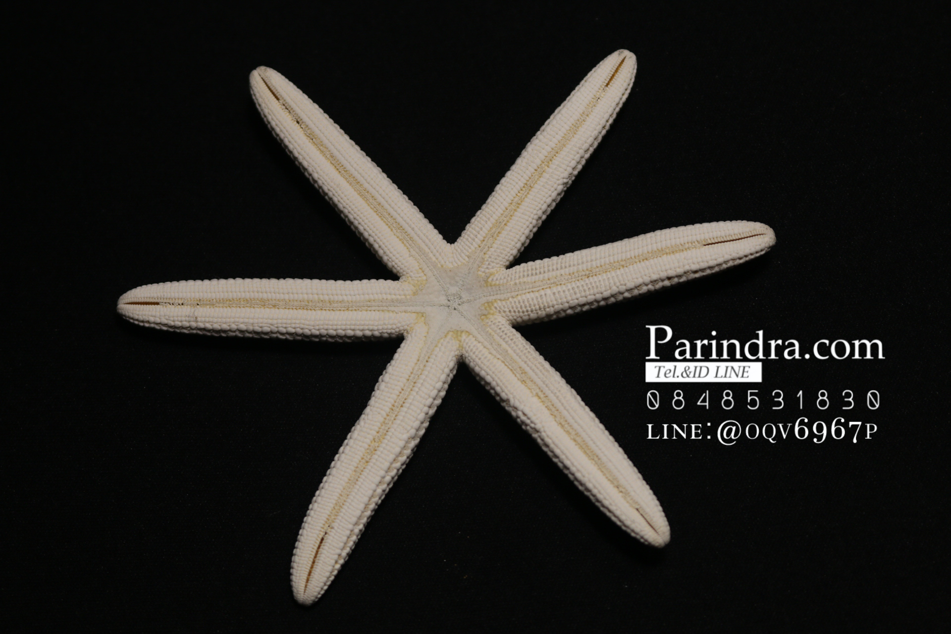 ปลาดาวแปลก มี 6 ขา หายากมาก ขนาด 4 นิ้ว สวยคัดพิเศษ RSF #006