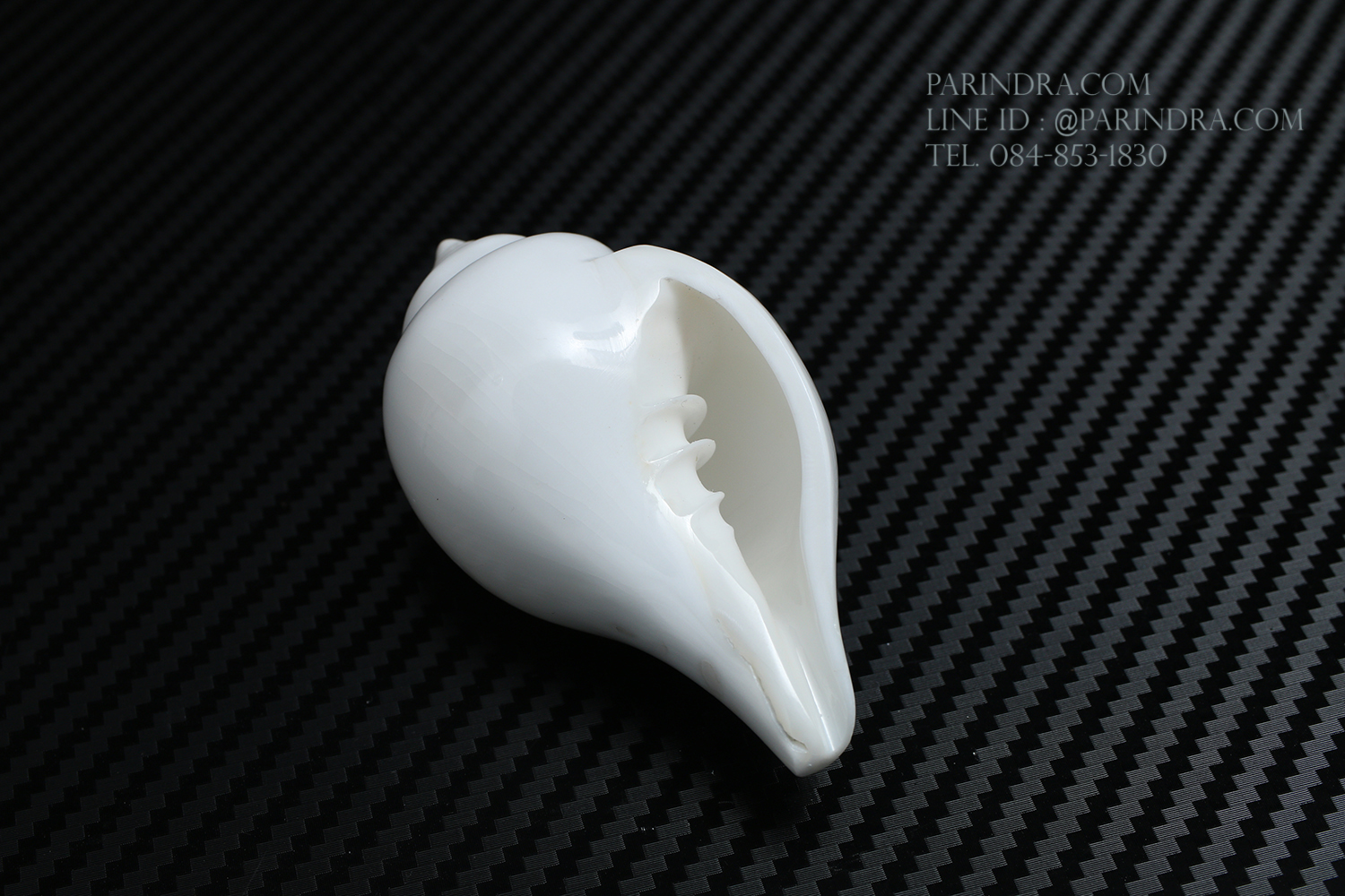 หอยสังข์อินเดียแท้ หอยสังข์เป่า หอยสังข์รดน้ำ (Turbinella pyrum) ขนาด 3 นิ้ว #TUP001