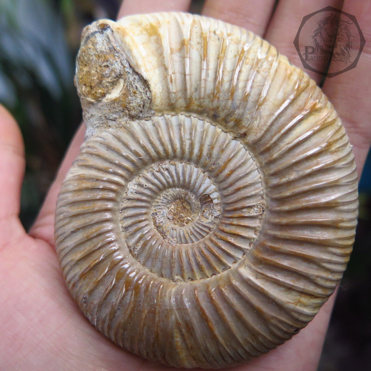 ฟอสซิลหอยแอมโมไนท์ (Perisphinctes virguloides) Fossil จากประเทศ Madagascar #AM011