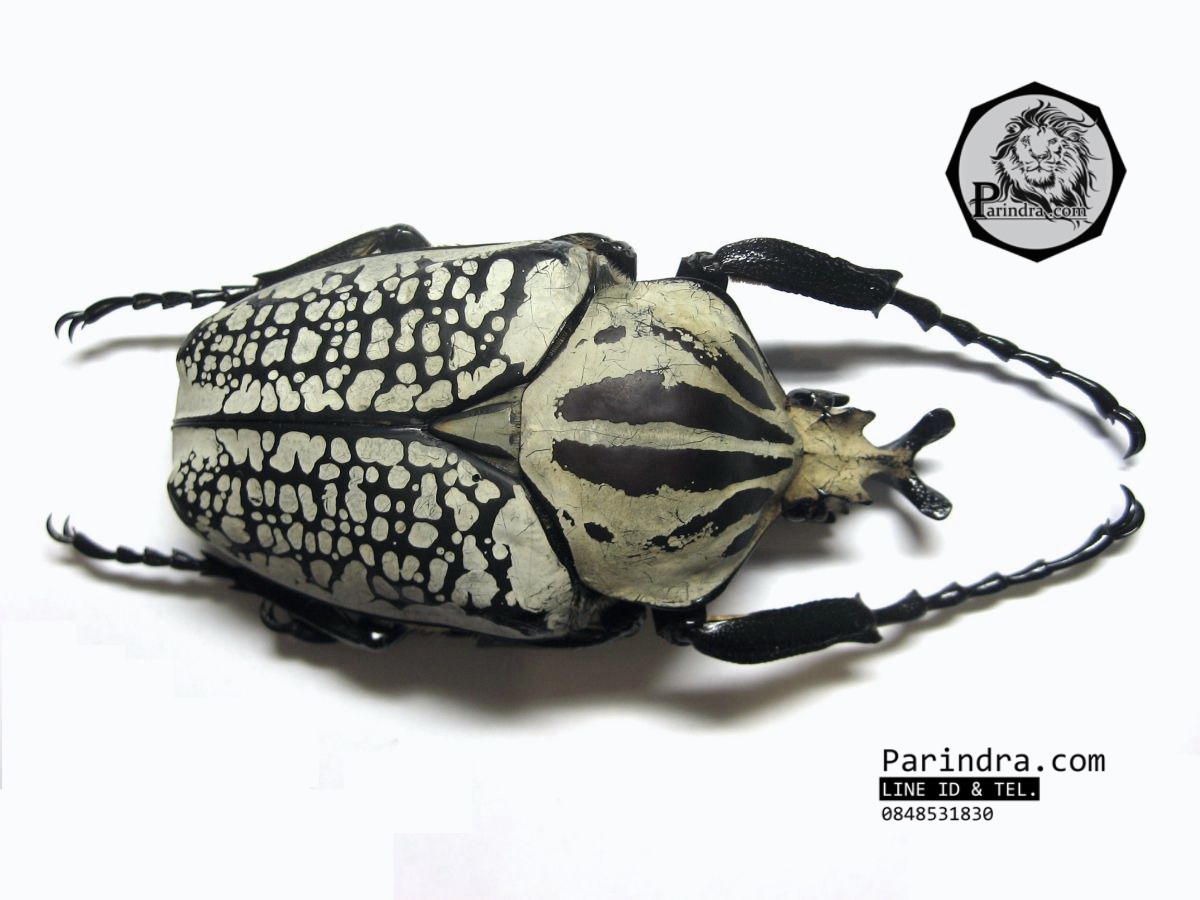 ซากด้วงกว่าง Goliathus orientalis ขนาด 79 mm จากประเทศคองโก