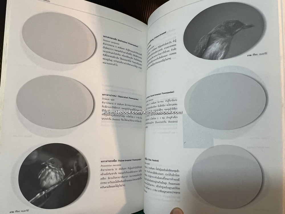 สัตว์ป่าในพรุโต๊ะแดง ( นราธิวาส ) โดย ศูนย์วิจัยและศึกษาธรรมชาติป่าพรุโต๊ะแดง