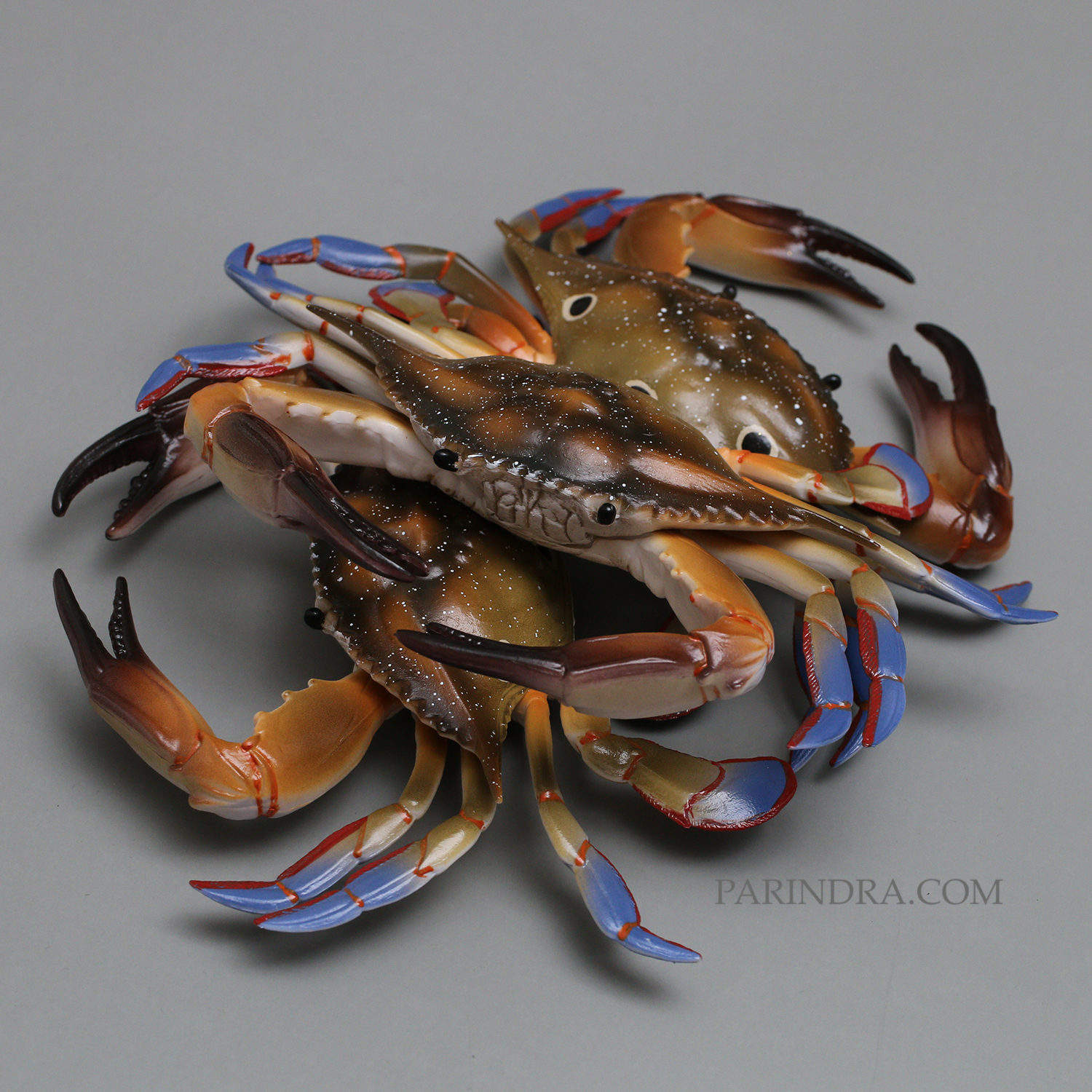 โมเดลจำลอง ปูม้าเพศผู้ ปูดาว สวยงาม เหมือนจริงมากๆ