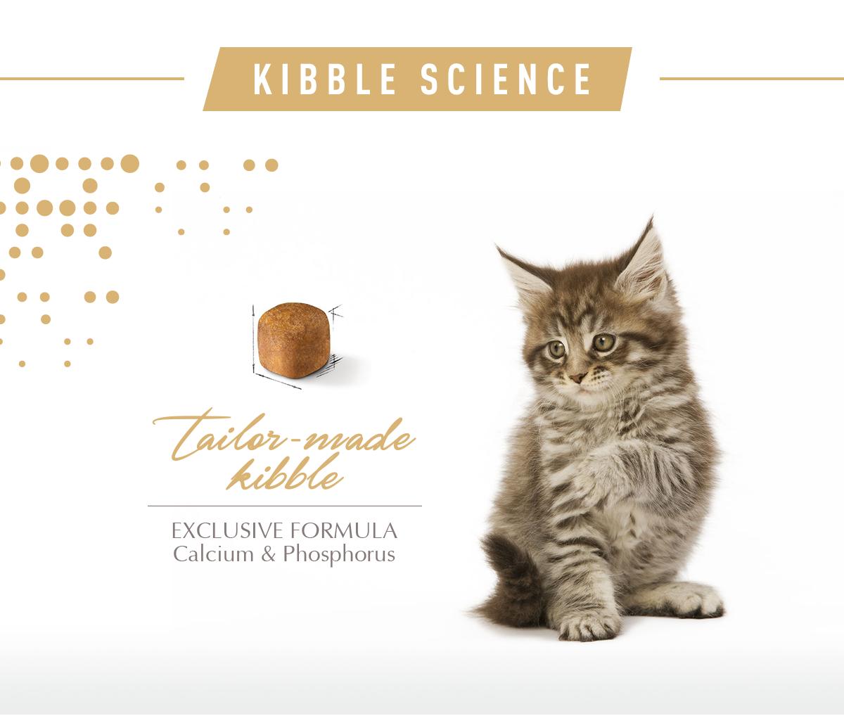 Royal Canin อาหารแมว โรยัล คานิน Kitten Mainecoon 36 สำหรับ ลูกแมว สายพันธุ์แมนคูน กระสอบ 10kg