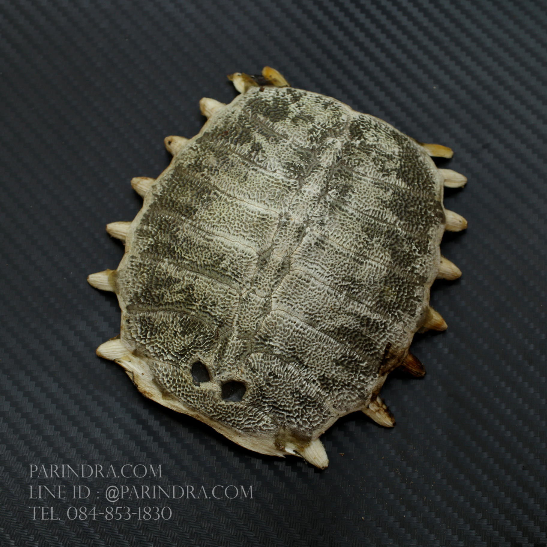 กระดองตะพาบน้ำ สำหรับการทำงานฝีมือ