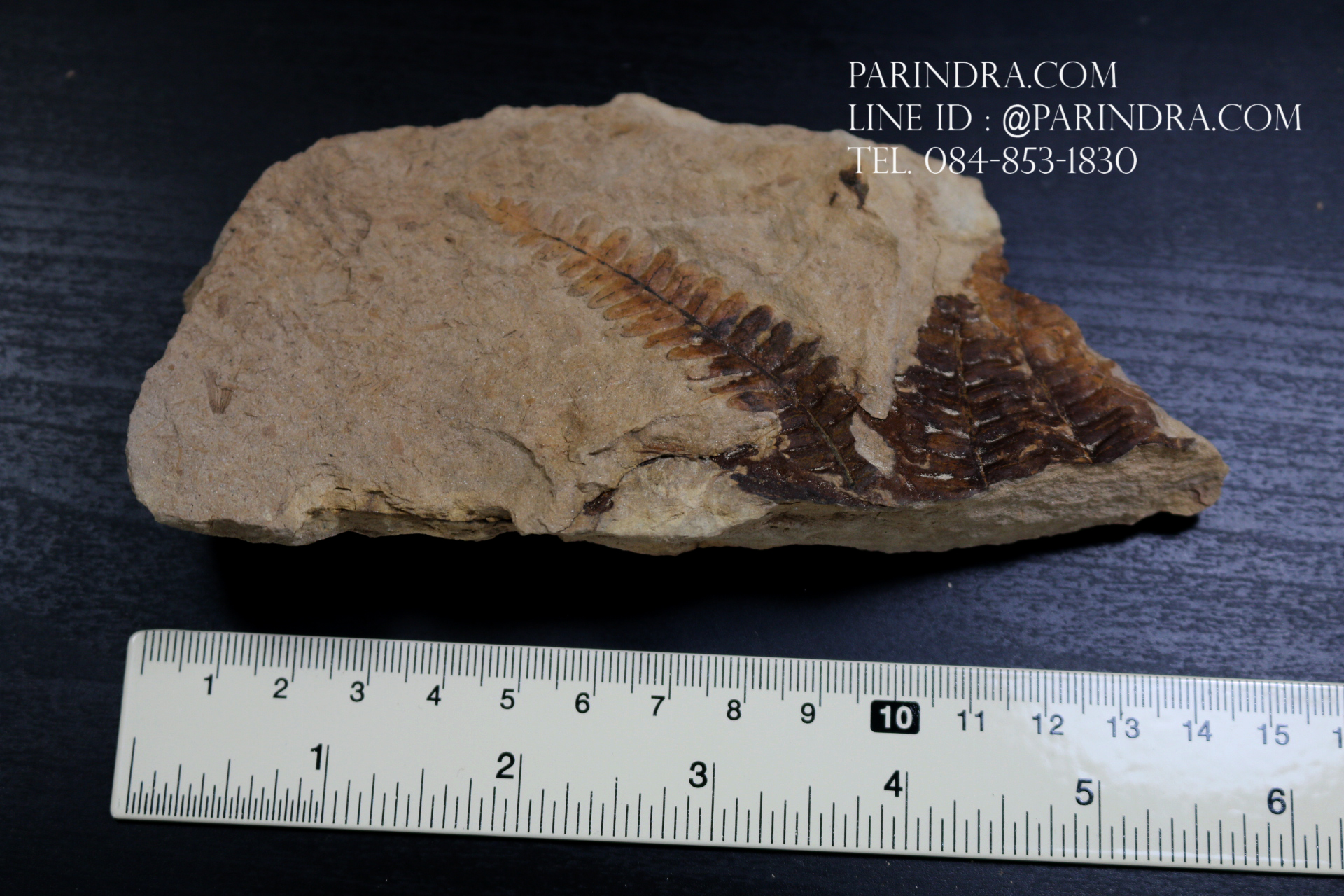 ฟอสซิลเฟิร์น ชนิด Polymorphopteris magdalenae จาก SPAIN #FRN006