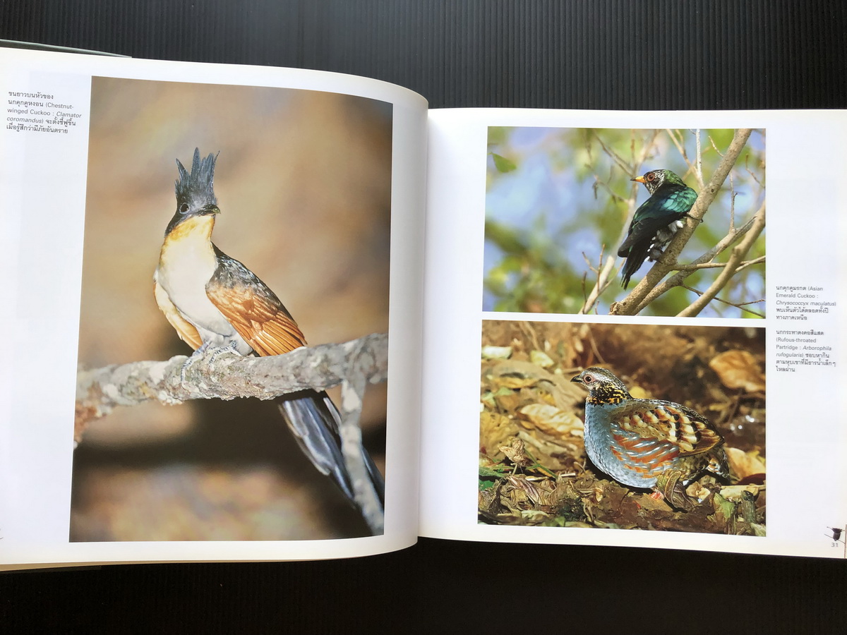นกและสัตว์ป่าเมืองไทย สายใยแห่งธรรมชาติ