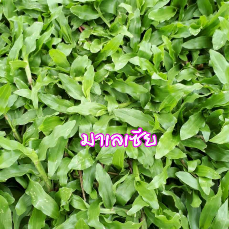 หญ้ามาเลย์
