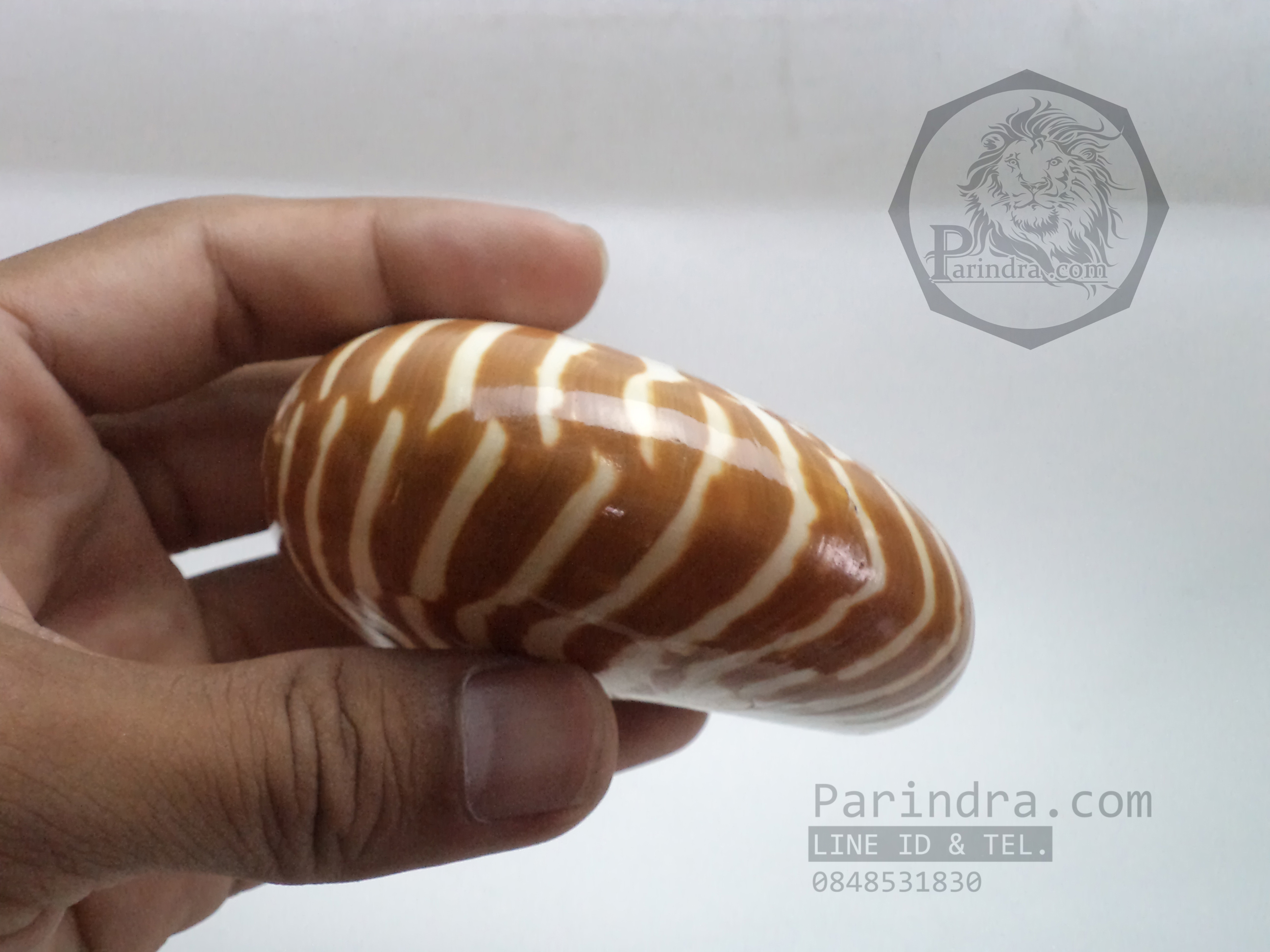 เปลือกหอย นอติลุส หอยงวงช้าง ขนาดเล็ก ขนาด 3 นิ้ว ผิวสีธรรมชาติ 006