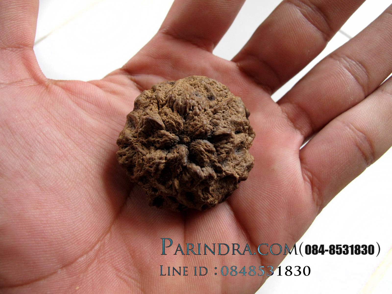 ว่านพระเจ้า 5 พระองค์ 002