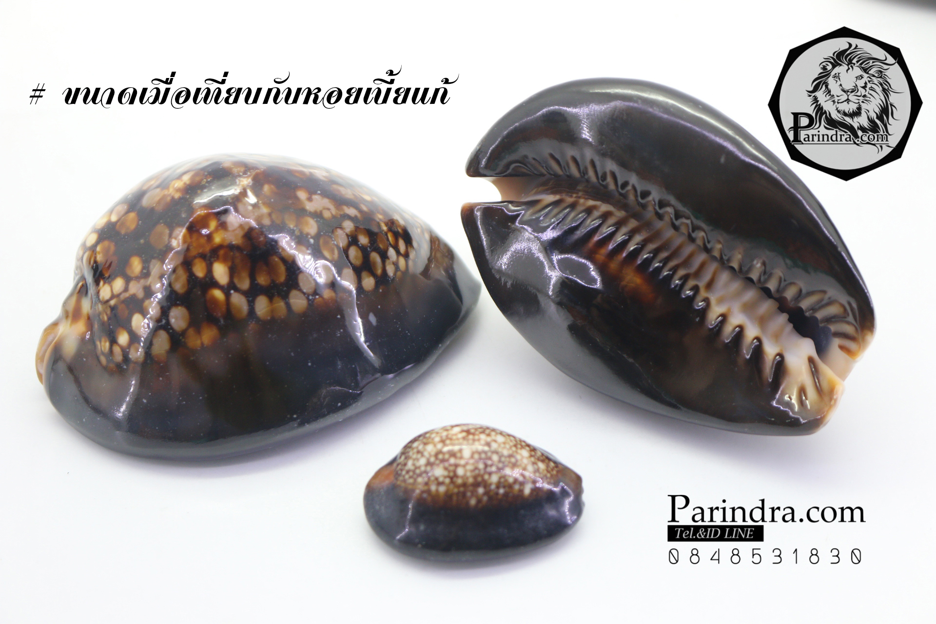 ขายเปลือกหอยเบี้ยหลังค่อม หอยเบี้ยควาย หอยเบี้ยครู #Mauritia mauritiana ขนาด 3 นิ้ว
