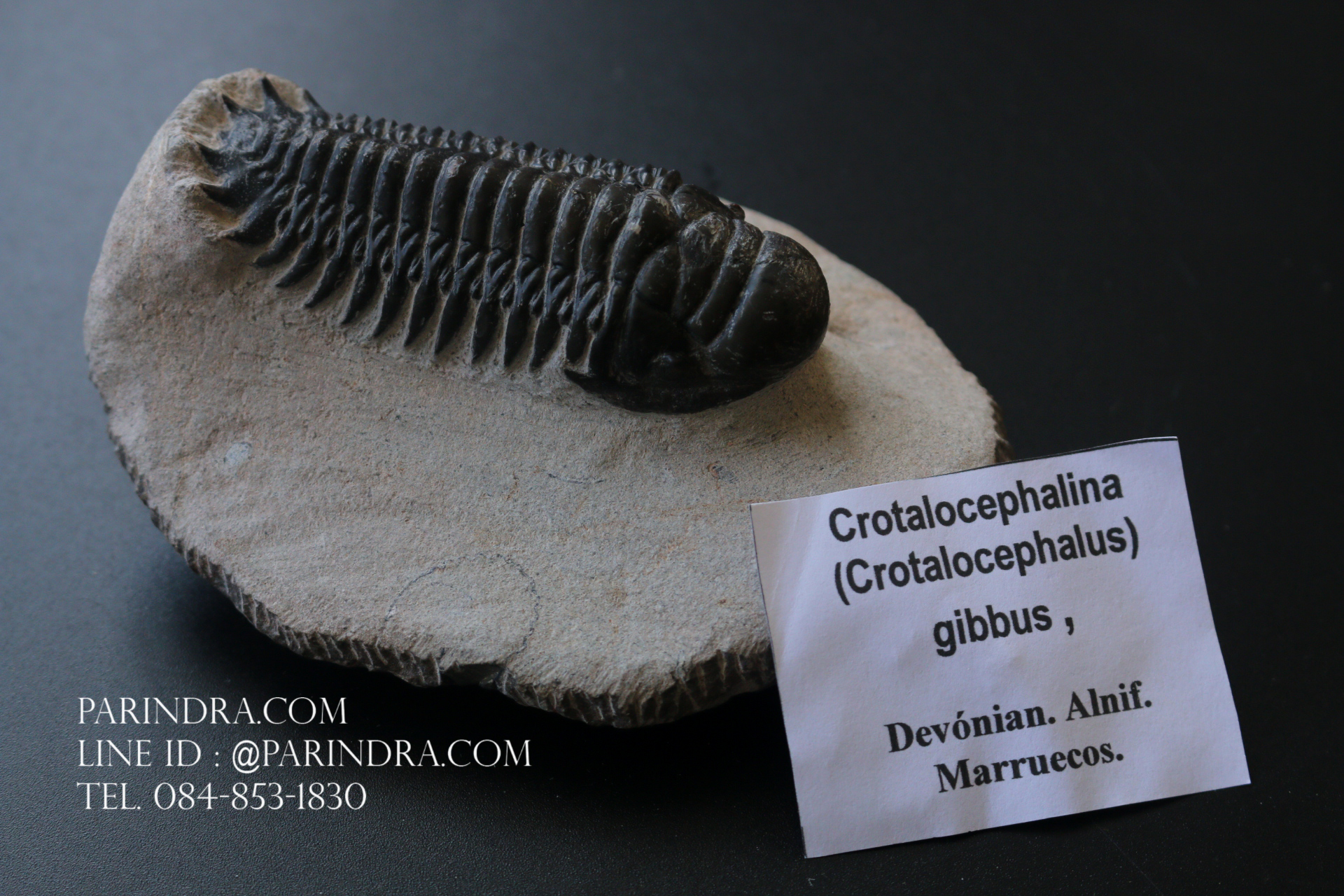 ฟอสซิล Trilobite Crotalocephalus gibbus, Morocco #TLB008