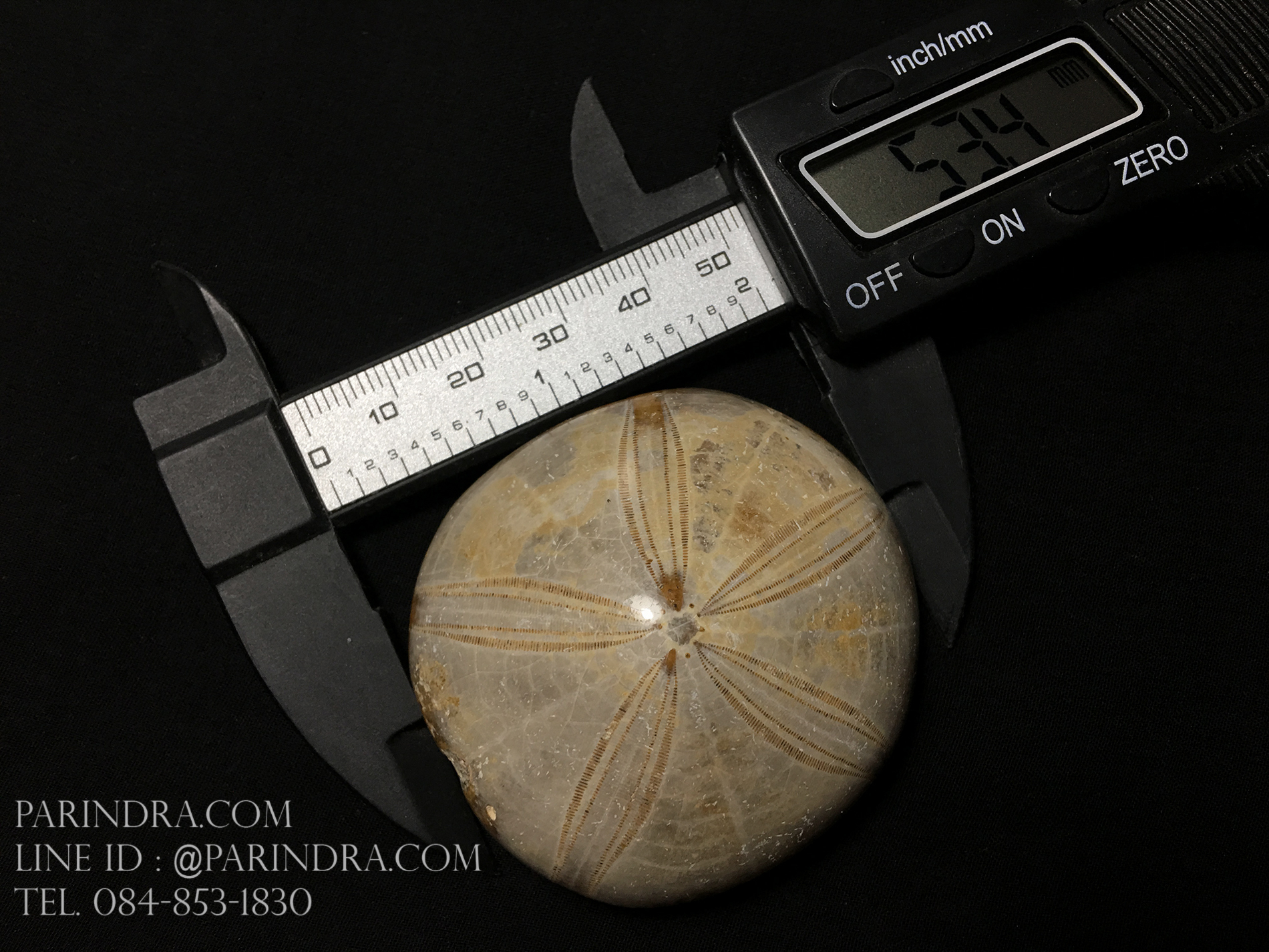 ฟอสซิล Sand Dollar FOSSIL Echinoid จาก Madagascar #SDF003