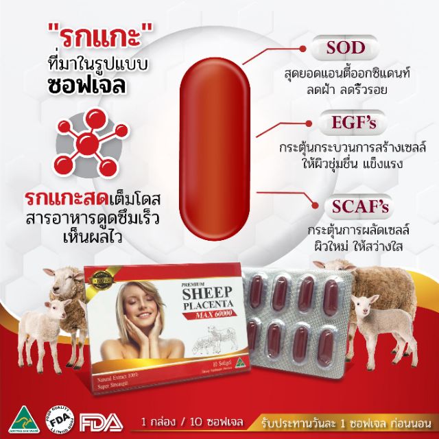 รกแกะหน้าเด็ก Sheep placenta max60000