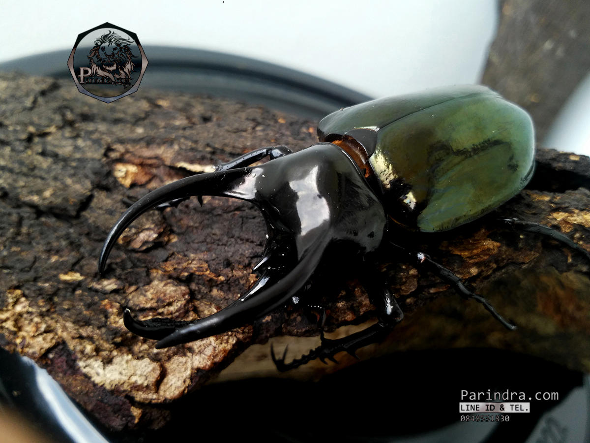 ด้วงกว่างตัวเต็มวัย Chalcosoma atlas (WD) ตัวป่าพม่าขนาด 85 mm.