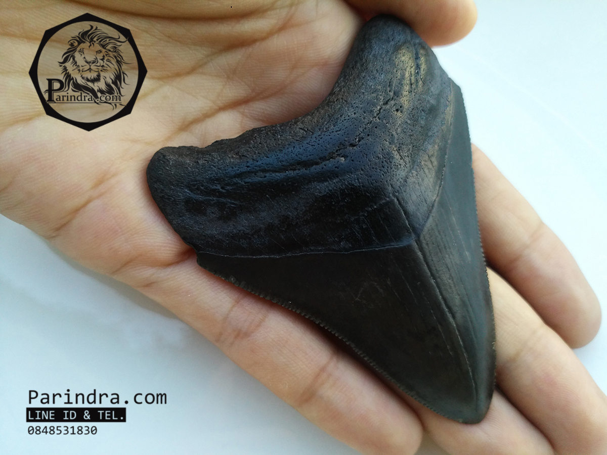 ฟันฉลามยักษ์เมกกาโลดอน Megalodon จาก South Carolina USA ขนาด 2 7/8 นิ้ว #MGT003