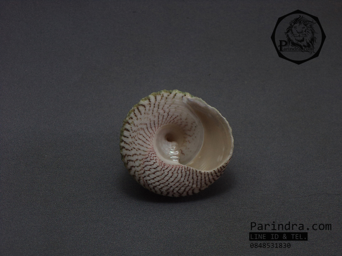 เปลือกหอยนมสาวลายเขียว Trochus ขนาด 2 นิ้ว สำหรับตกแต่งหรือสะสม 1