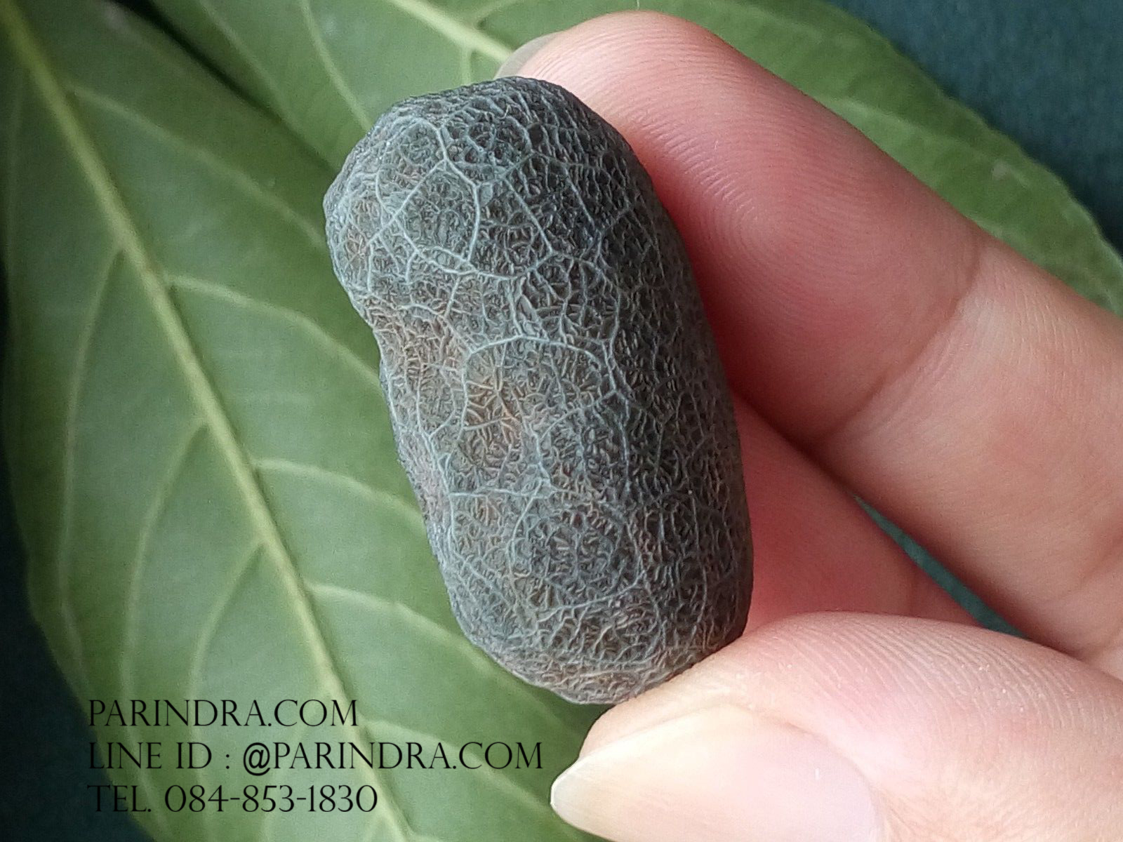 หินรูปทรงประหลาดจากทะเลทรายโกบี GOBI Filament Stone #GOBI002