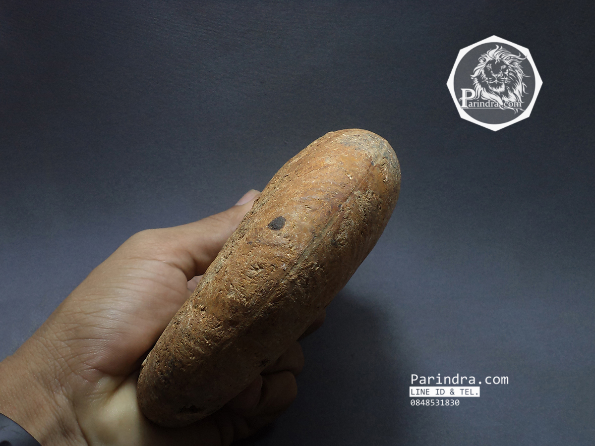 ฟอสซิลหอย Ammonite Eotetragonites rossmatteliformis (หายาก) - จาก Indonesia #AM025