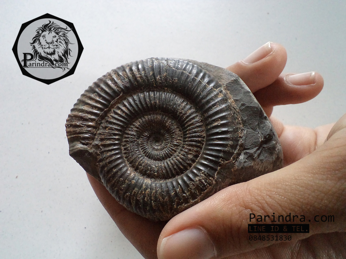 ฟอสซิลหอย Ammonite Dactylioceras commune Whitby Fossil UK #AM003