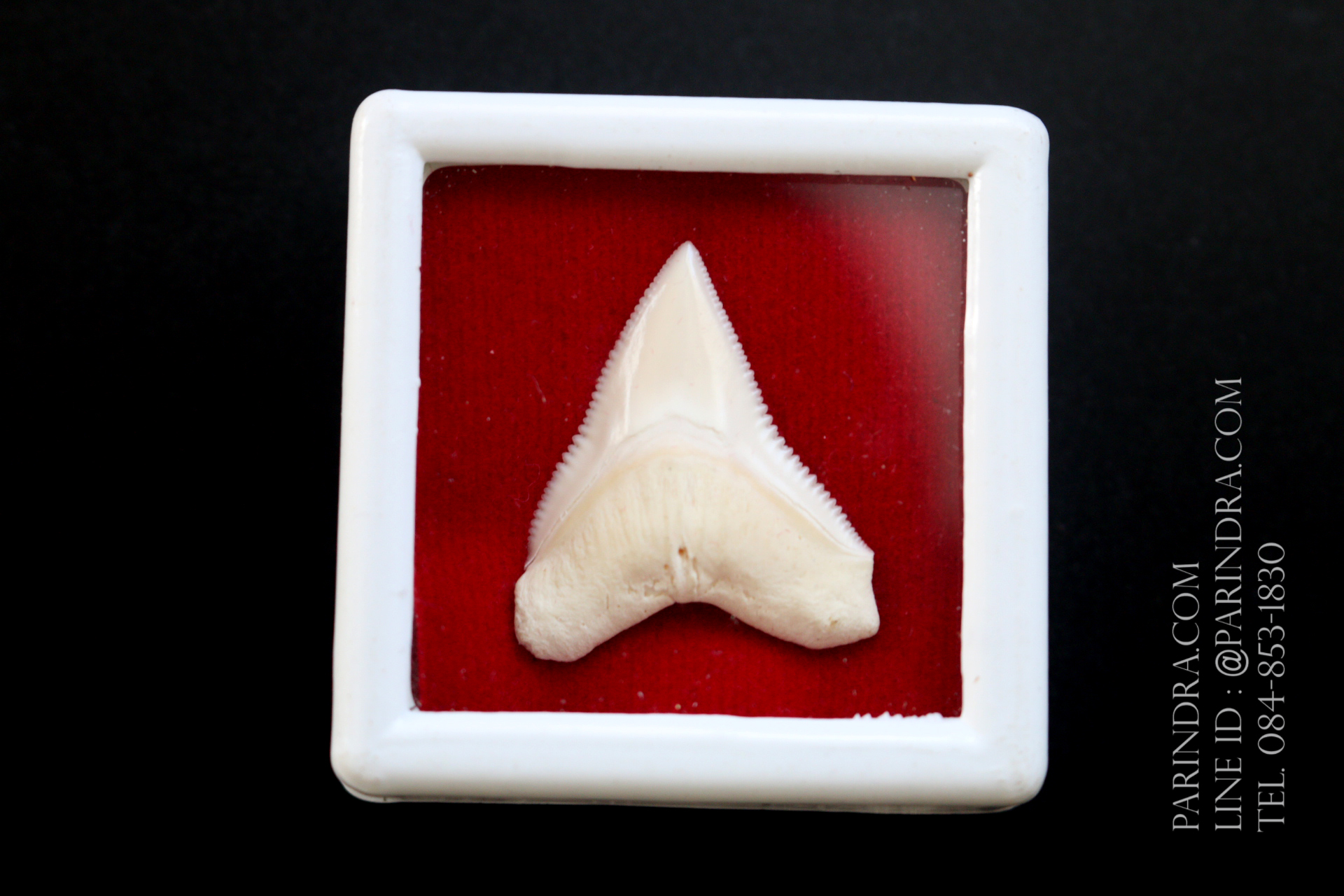 ซี่ฟันปลาฉลามขาวแท้ Shark Tooth ขนาดประมาณ 2.5 cm. ST002