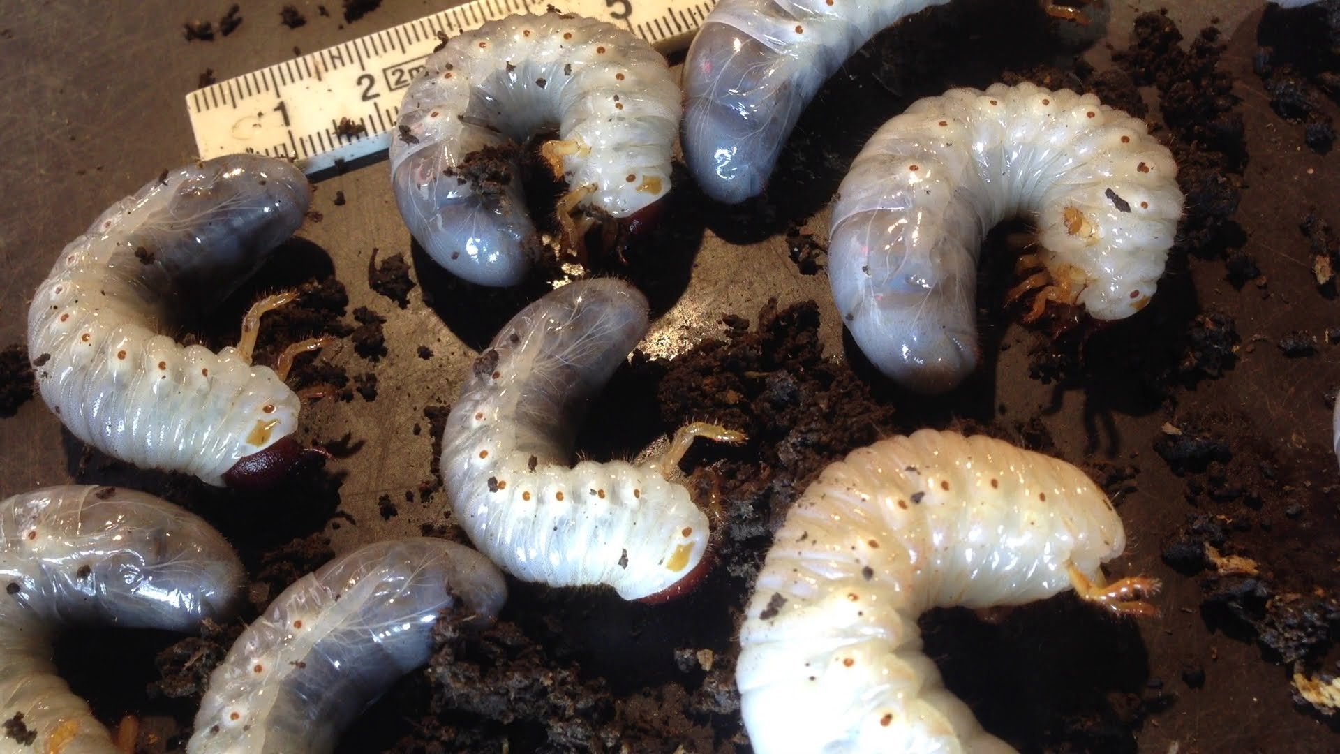 ขายตัวอ่อนหนอนด้วงกว่างชน (Xylotrupes gideon) ระยะ L1-L2-L3 จัดส่งไปรษณีย์ทั่วไทยครับ
