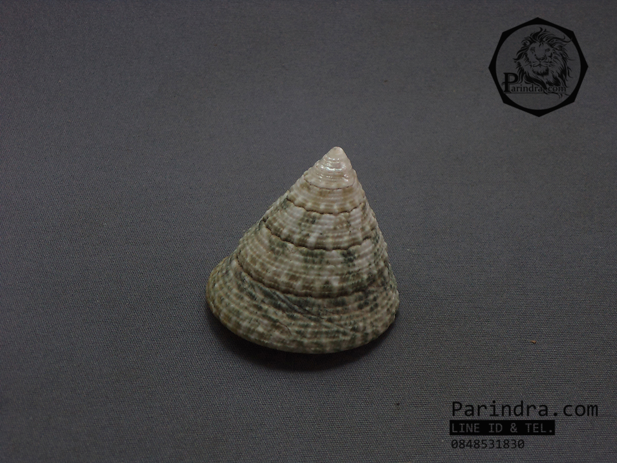 เปลือกหอยนมสาวลายเขียว Trochus ขนาด 2 นิ้ว สำหรับตกแต่งหรือสะสม 2