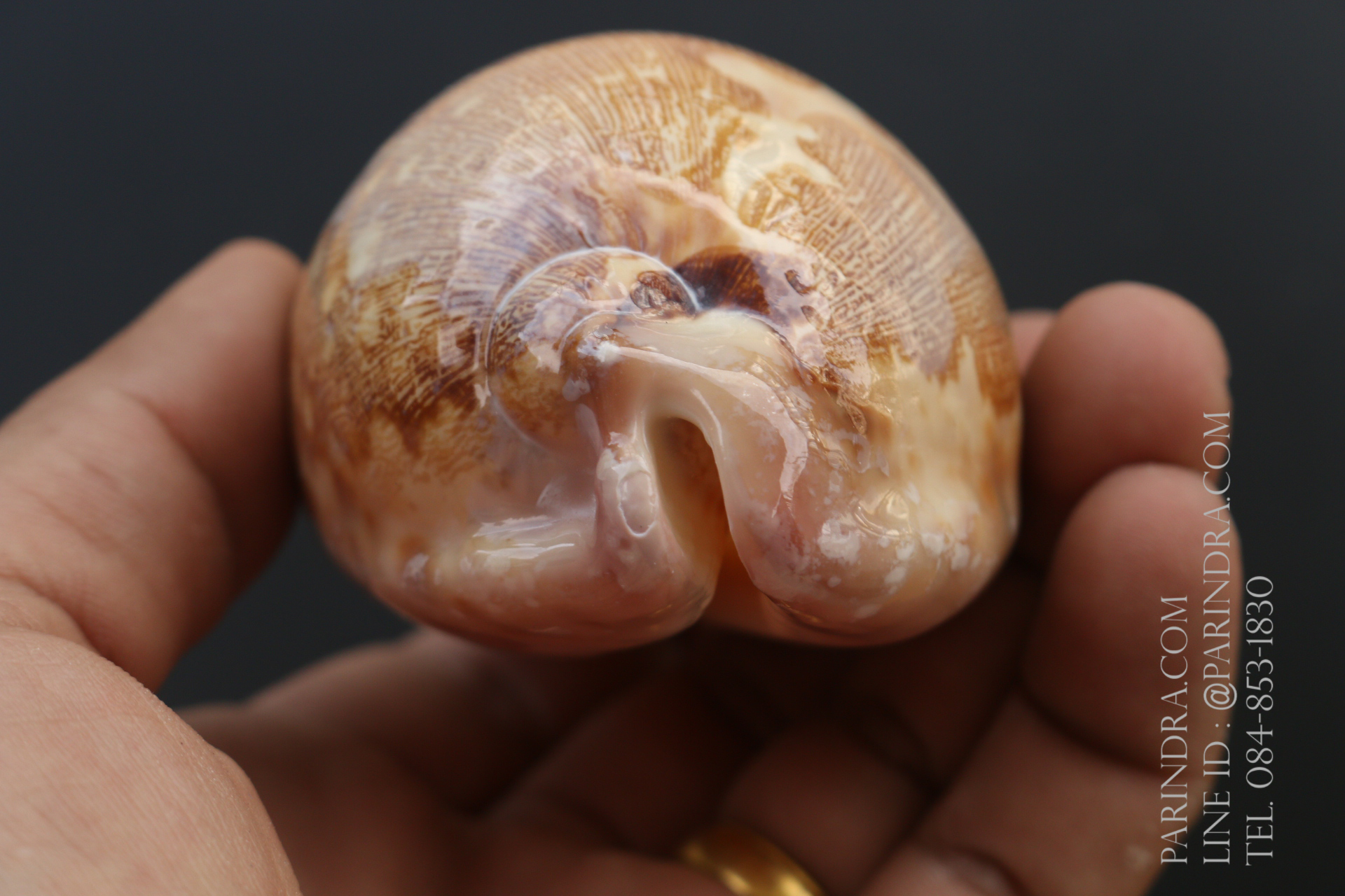 เปลือกหอยเบี้ยแผนที่ Map Cowry (Leporicypraea mappa) ขนาด 70-80 mm