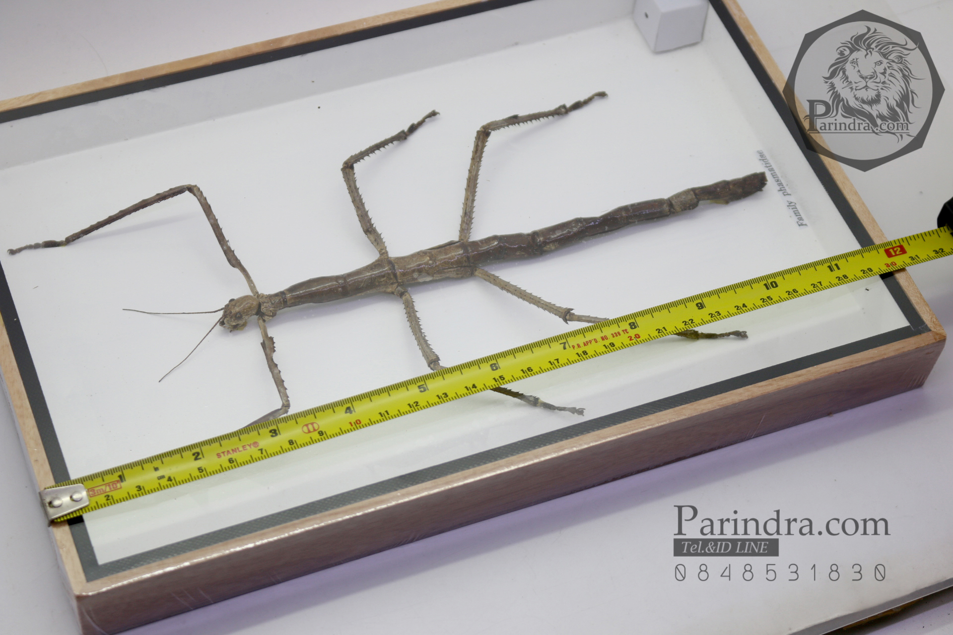 ตั๊กแตนกิ่งไม้ ( Tirachoidea westwoodi) ในกรอบไม้สีน้ำตาล สำหรับตั้งโชว์ ขนาด 8 x 12 นิ้ว