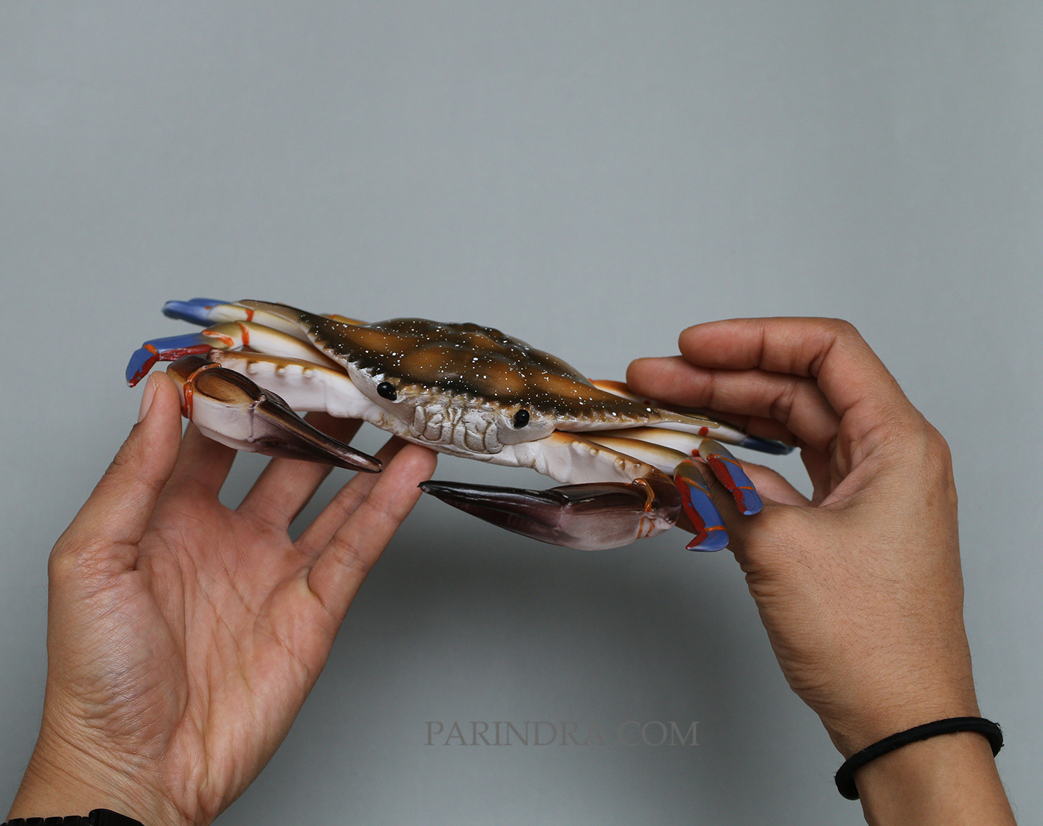 โมเดลจำลอง ปูม้าเพศผู้ ปูดาว สวยงาม เหมือนจริงมากๆ