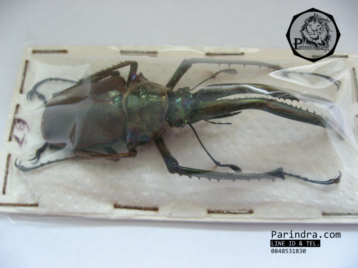 ซากด้วงคีม Chiasognathus granti ขนาด 65 mm. จากประเทศชิลี
