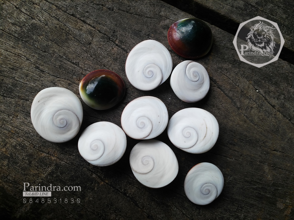 ฝาปิดหอยตาวัว (อิ่งอ้อย) ขัดขาว ขนาดเล็ก