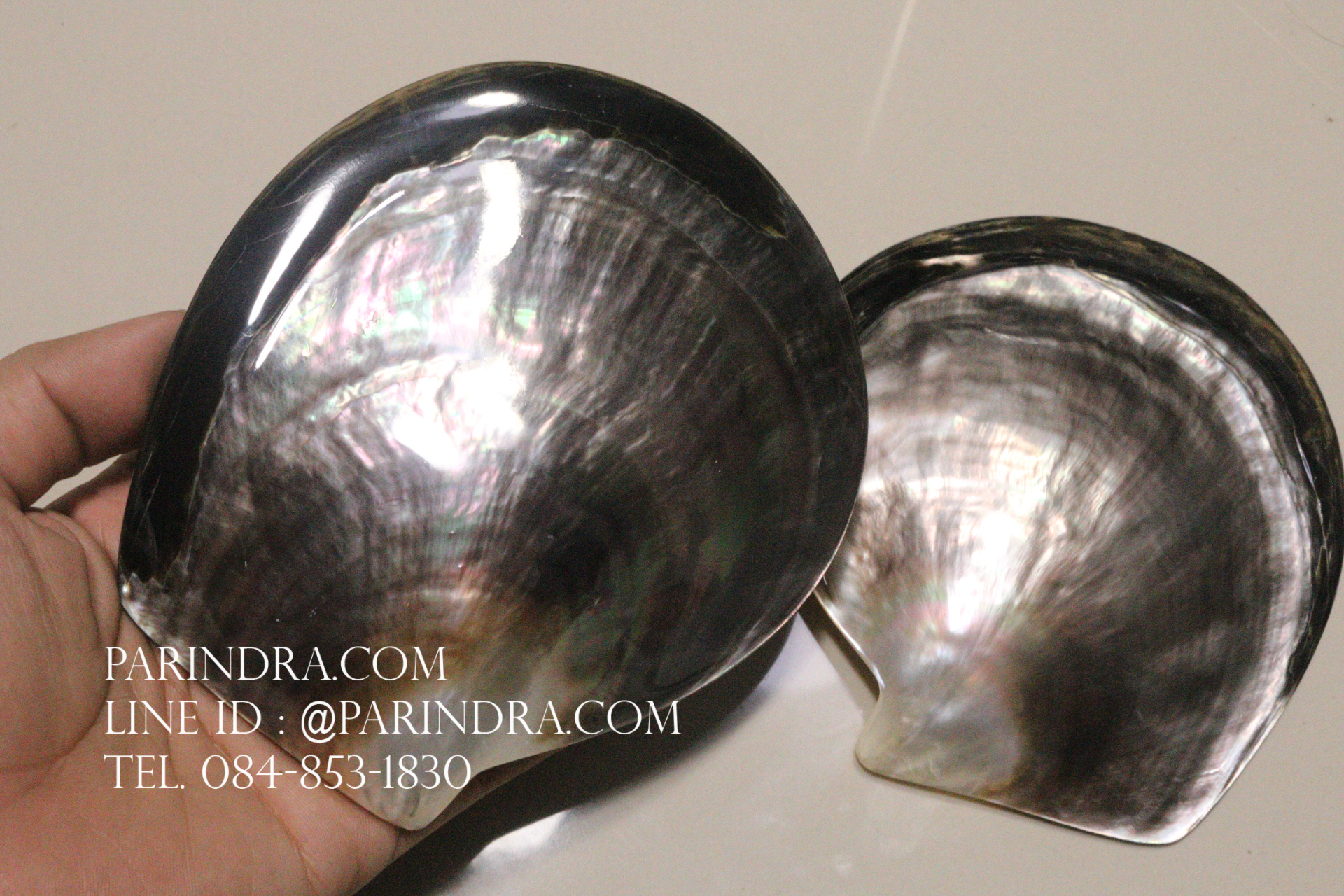 เปลือกหอยมุกจานดำ Black Pearl ขัดมันแวววาว สวยงาม