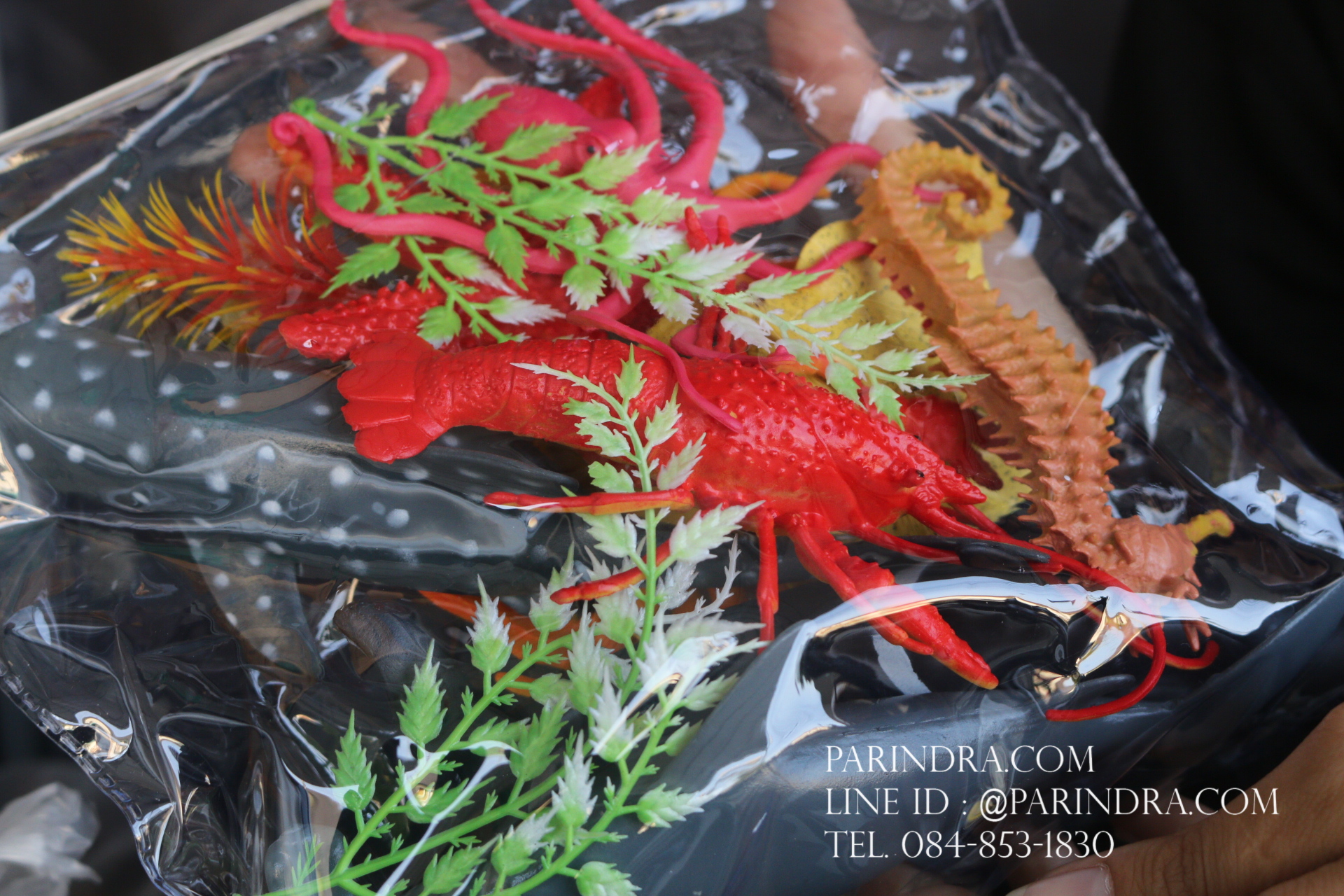 โมเดลสัตว์ทะเล Sea Animal 9 ชนิด