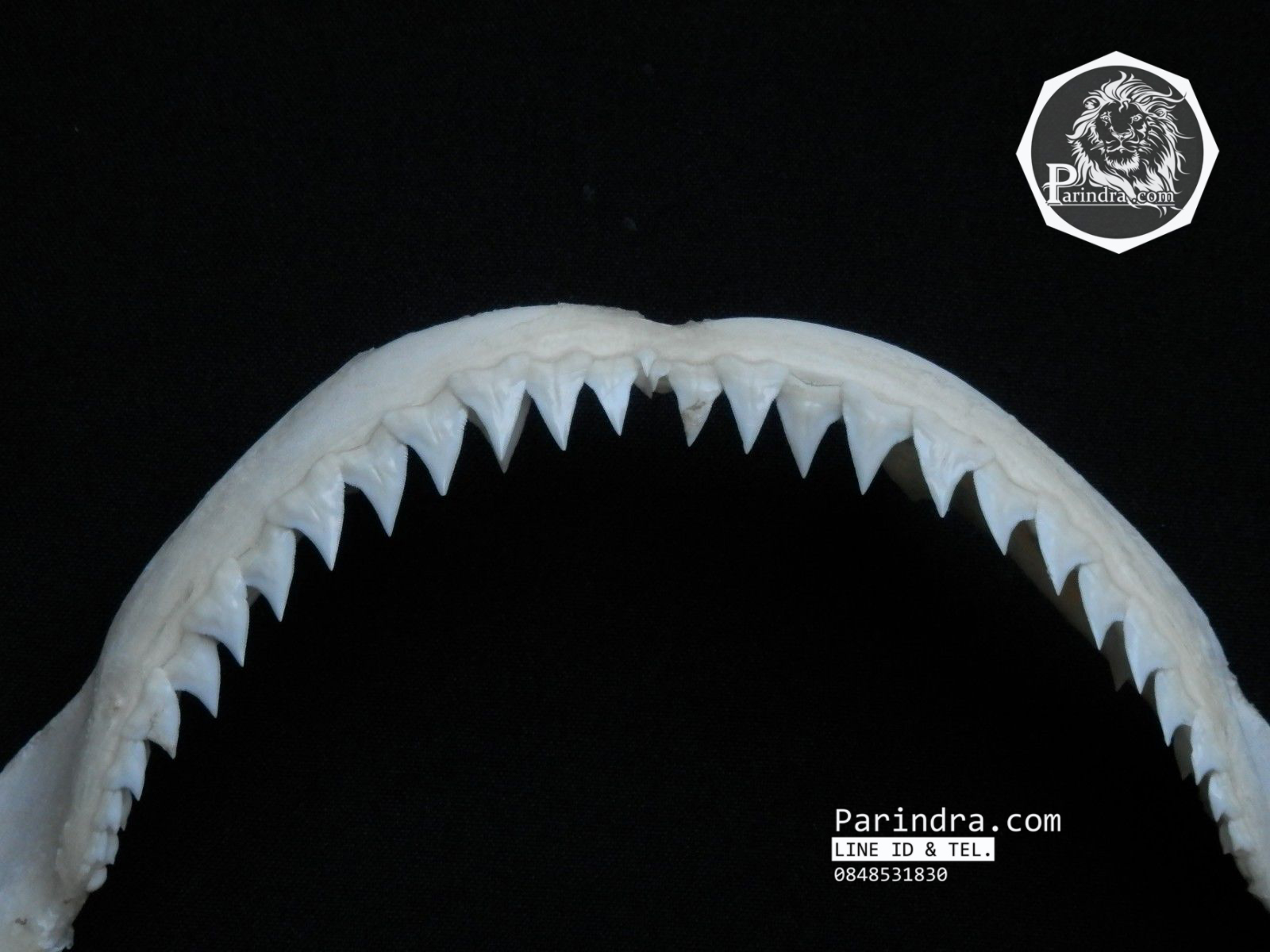 ปากปลาฉลามสำหรับตั้งโชว์ ขนาด 10 นิ้ว (Carcharhinus plumbeus) SHJ003