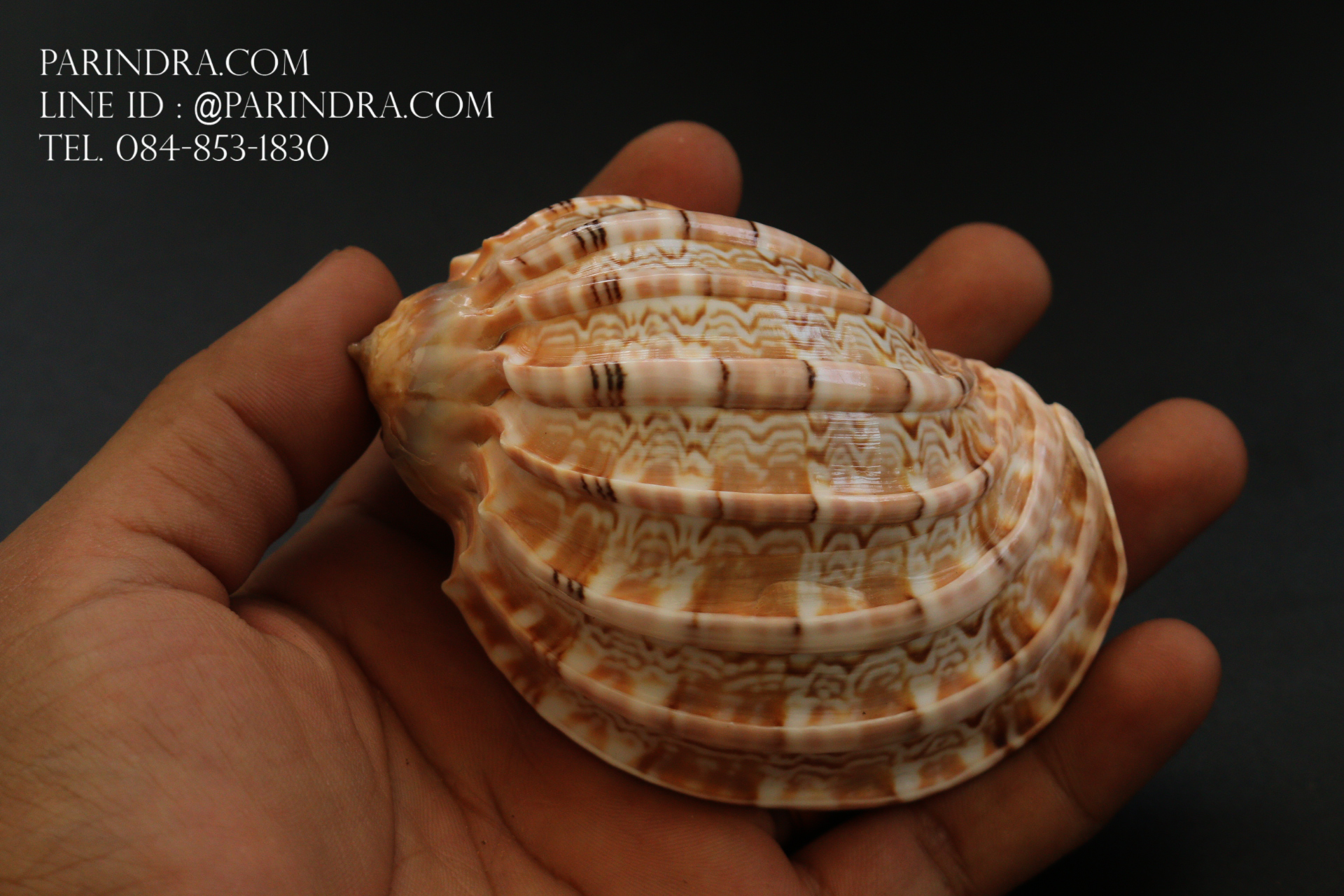 เปลือกหอยมะเฟือง #Harpa articularis ขนาด 4 นิ้ว