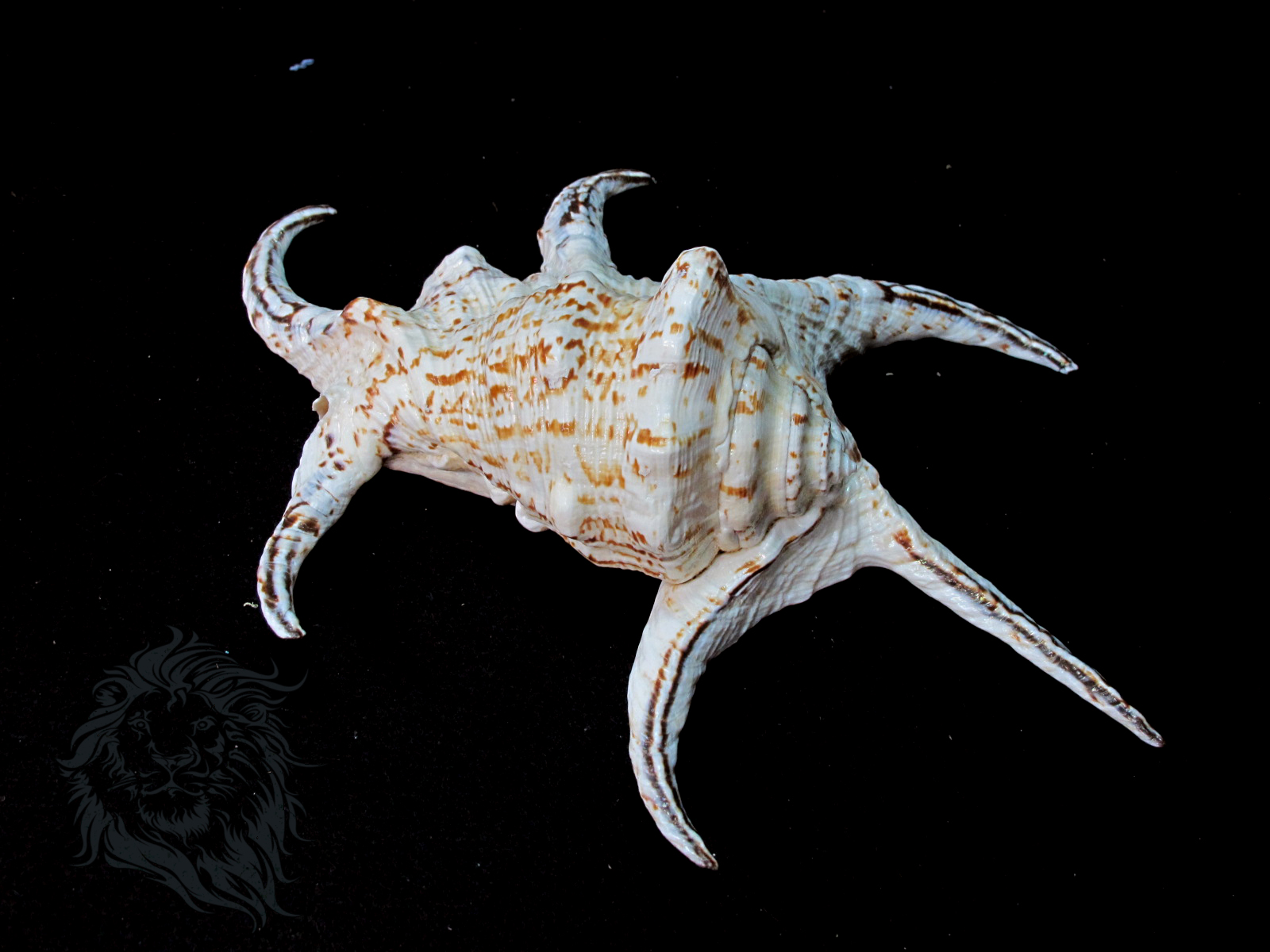 ขายเปลือกหอยจักรนารายณ์ Lambis chiragra สภาพสมบูรณ์ #LC000