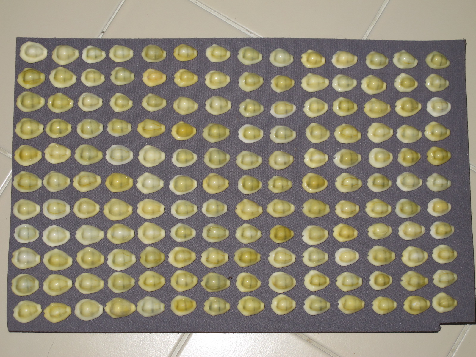 ขายเปลือกหอยเบี้ยจั๊กจั่น หอยเบี้ยจั่น Monetaria moneta