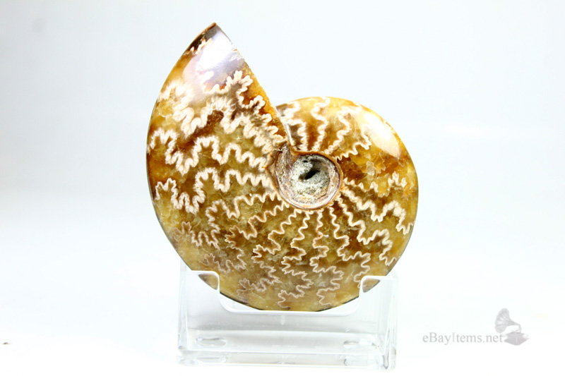 ฟอสซิลหอย Ammonite (Cleoniceras besairiei) L1