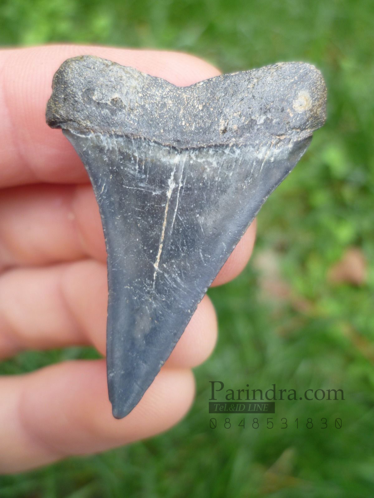 ฟันฉลามมาโก Mako Shark tooth จาก ประเทศเบลเยี่ยม สีออกเทา ขนาด 1.63" นิ้ว #MKT002